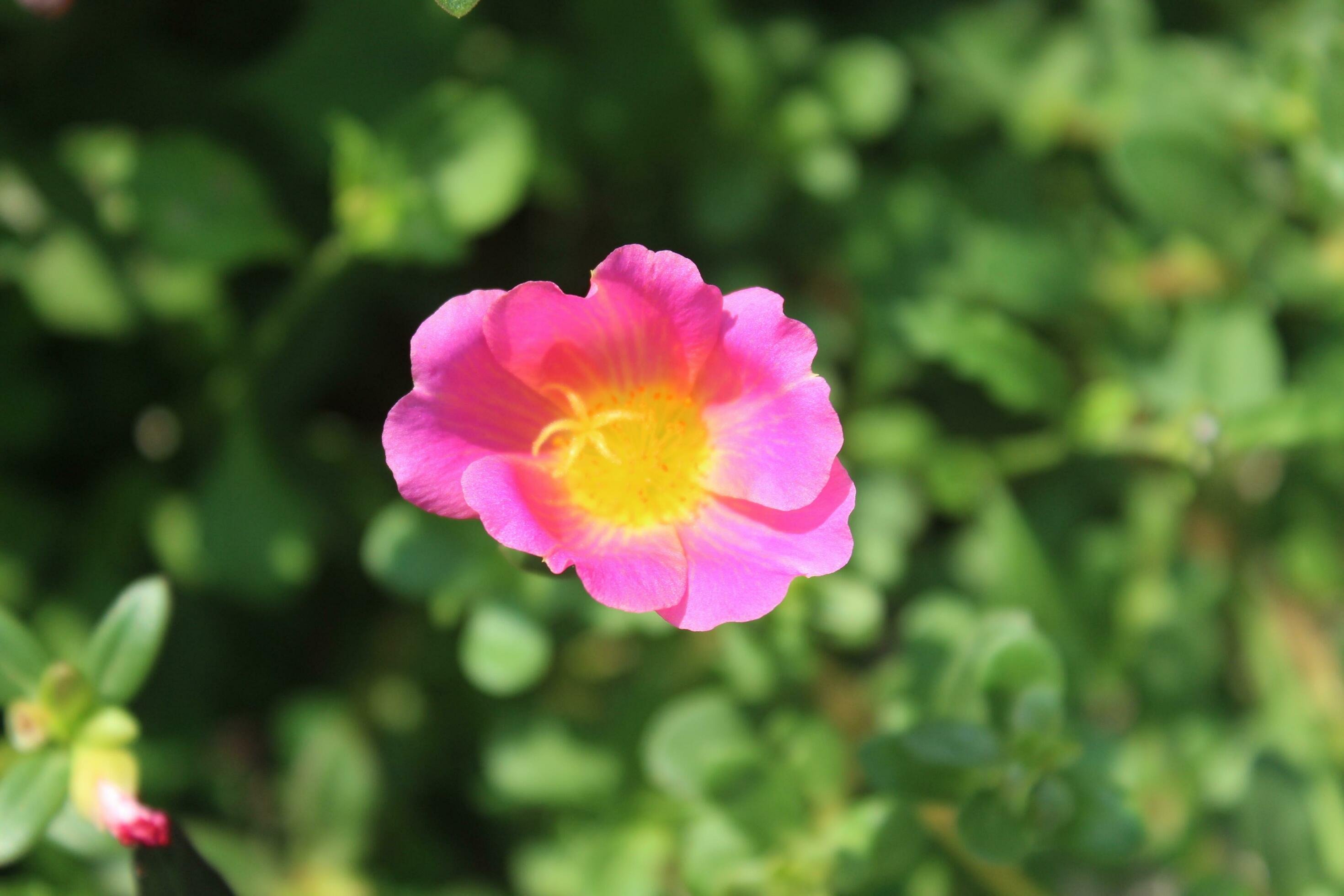 Portulaca oleracea common purslane, also known as verdolaga, red root, or pursley is an annual succulent in the family Portulacaceae. Stock Free