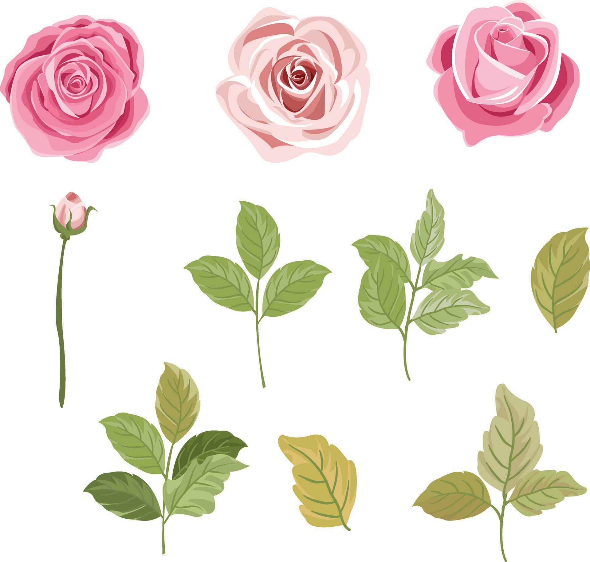 set of pink rose flower and leaves element clipart Stock Free