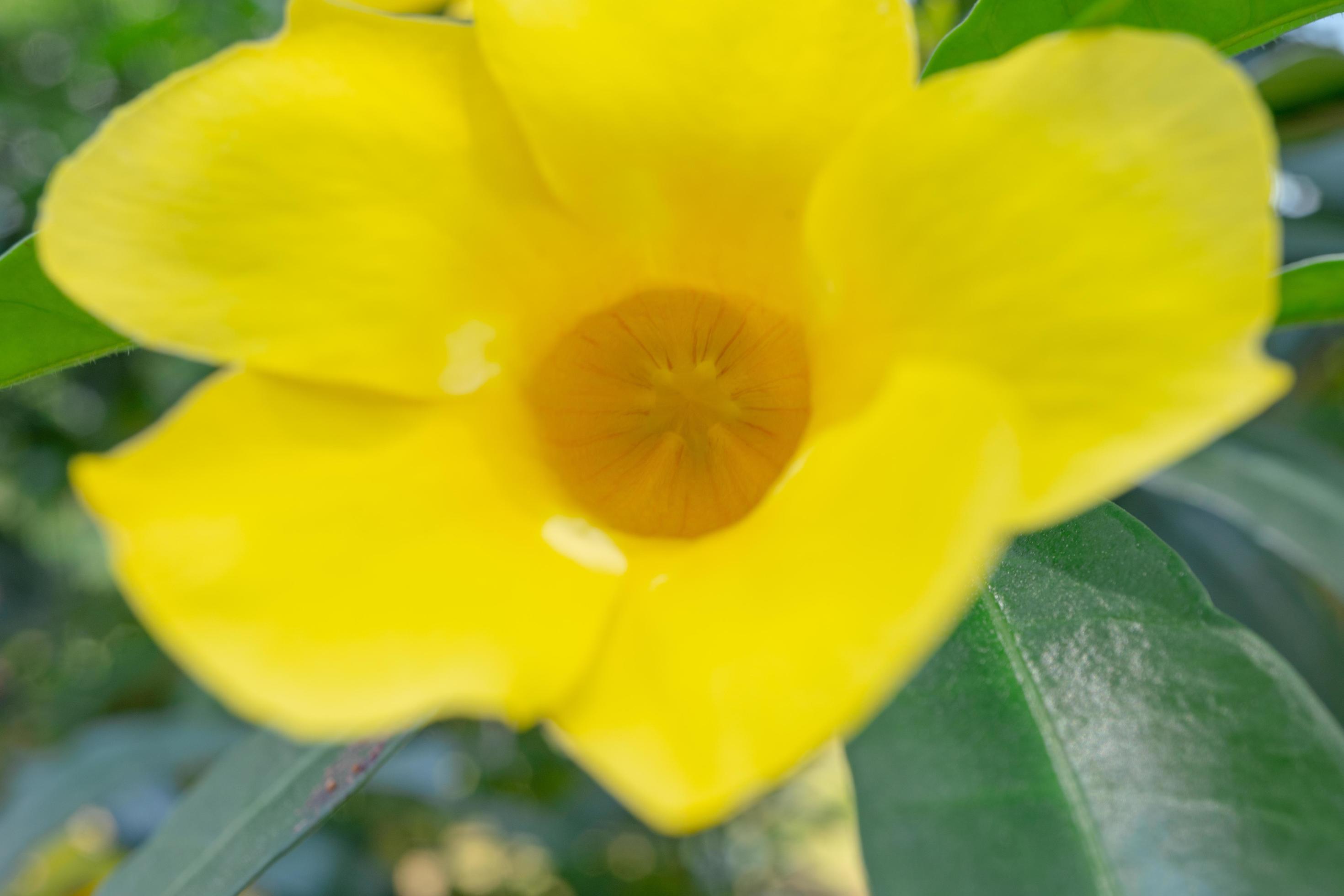 Yellow, white and pink flower on the garden when spring season. The photo is suitable to use for nature flower background, poster and advertising. Stock Free