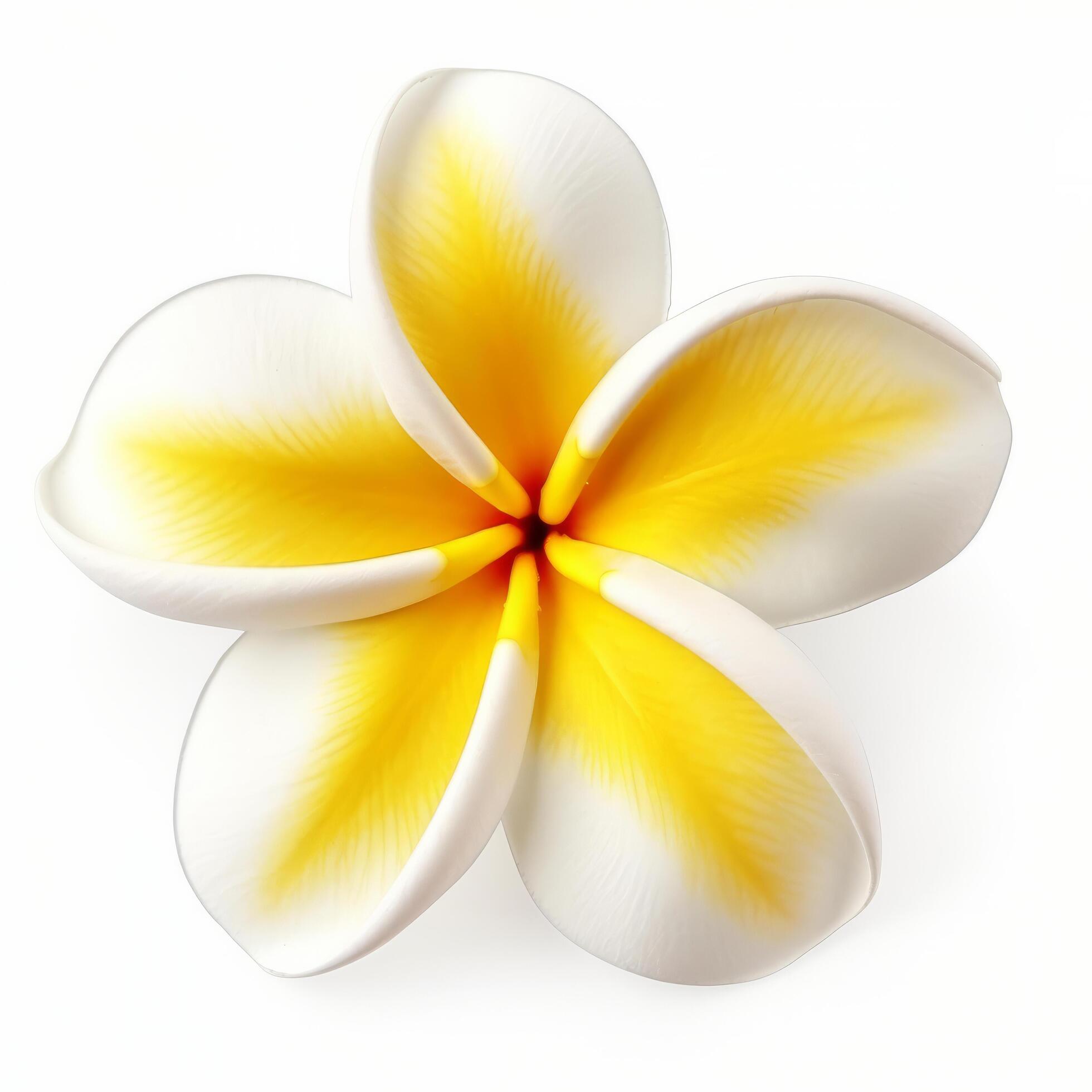 Plumeria flower isolated. Illustration Stock Free