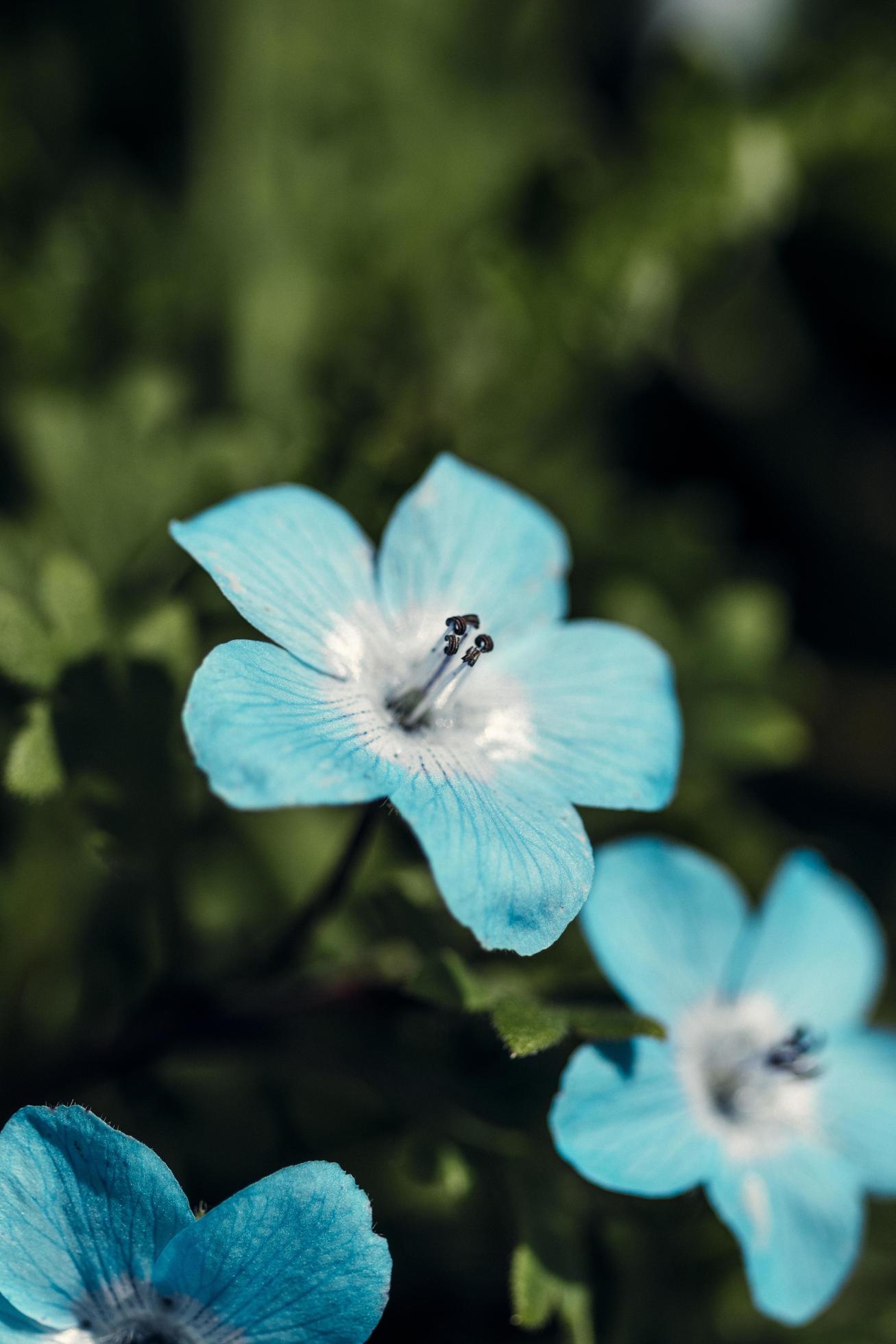 Blue flower in tilt shift lens Stock Free