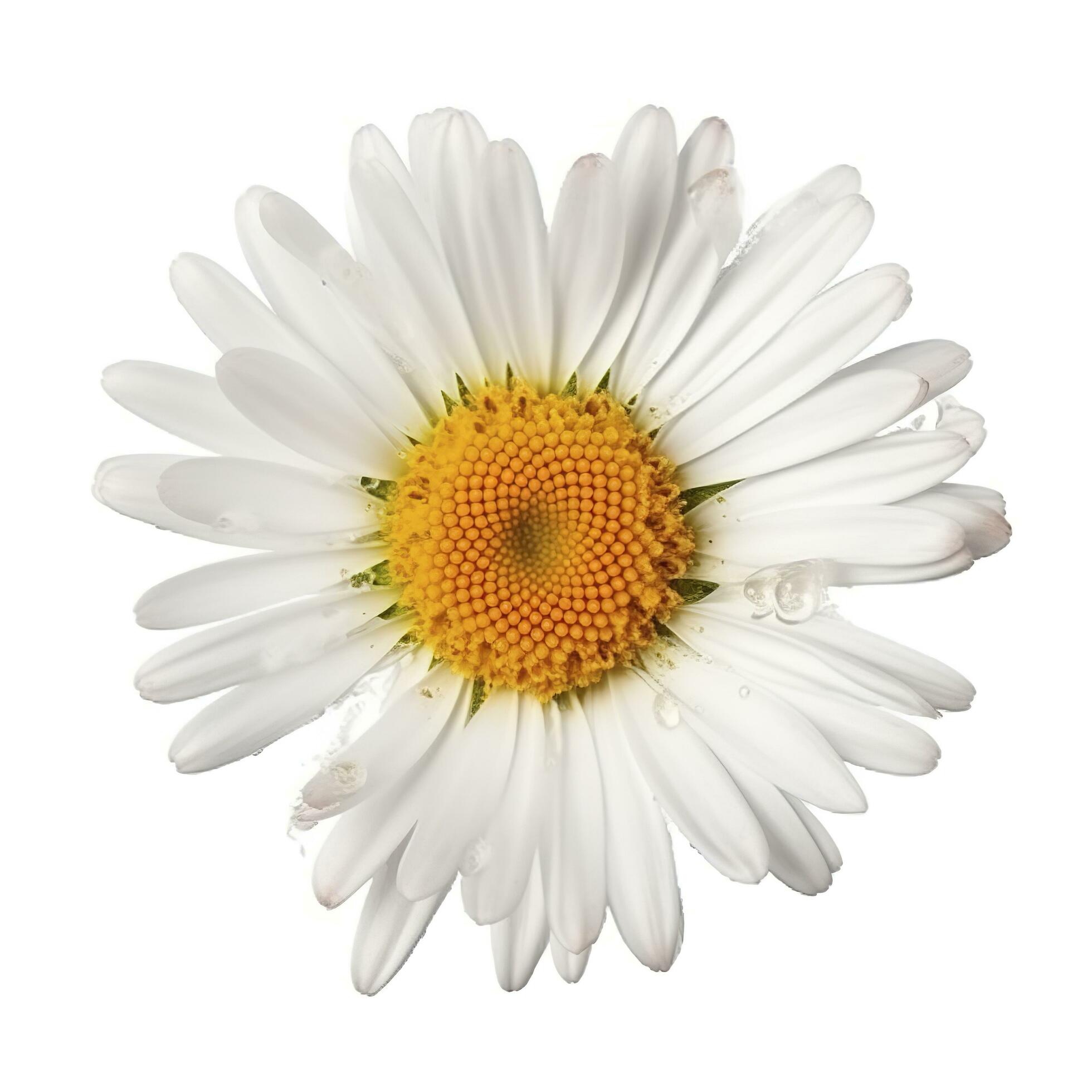 Daisy flower with isolated on white background, generate ai Stock Free