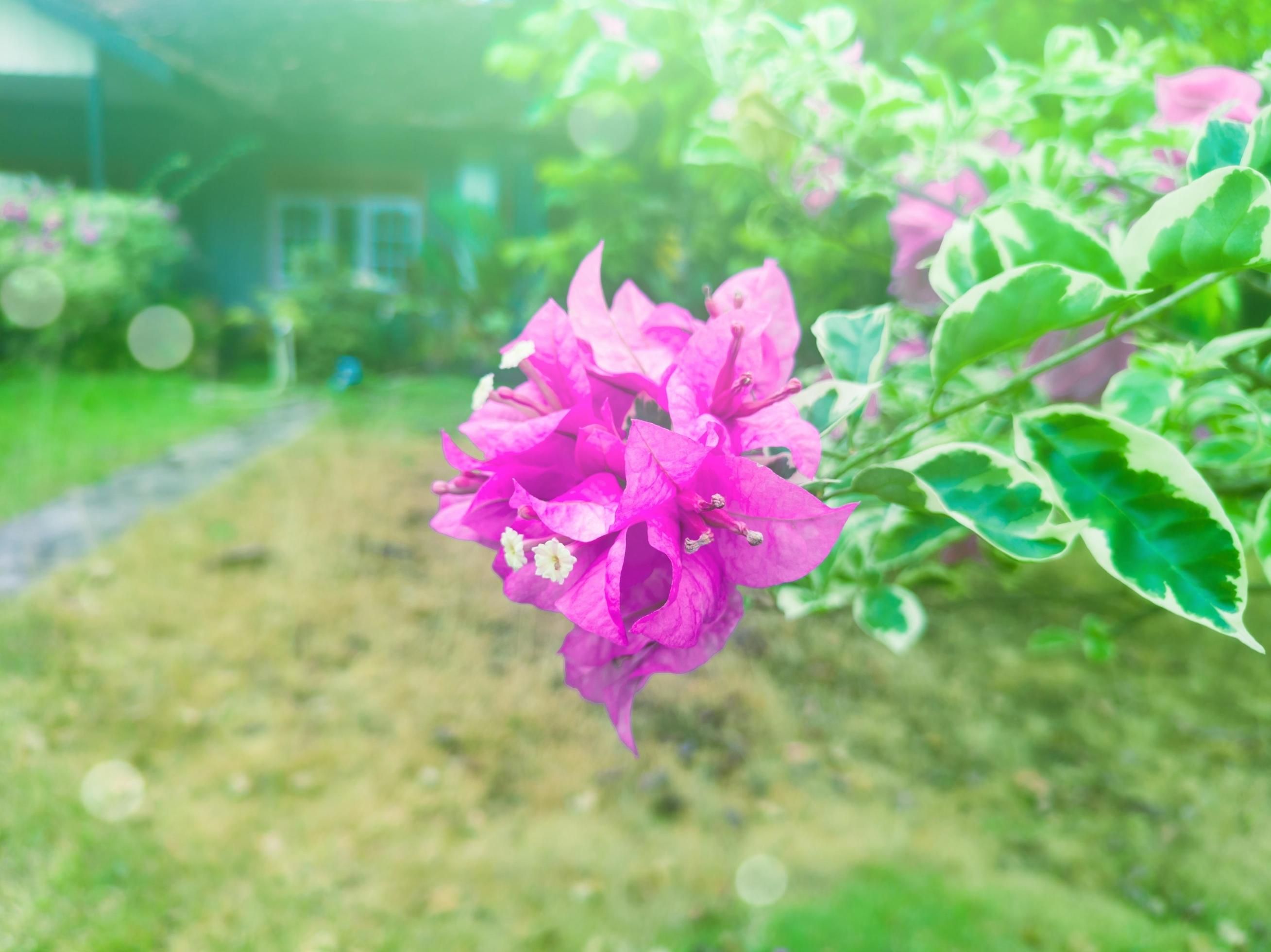 Bougainvillea flowers for ornamental plants in the garden with sunshine Stock Free