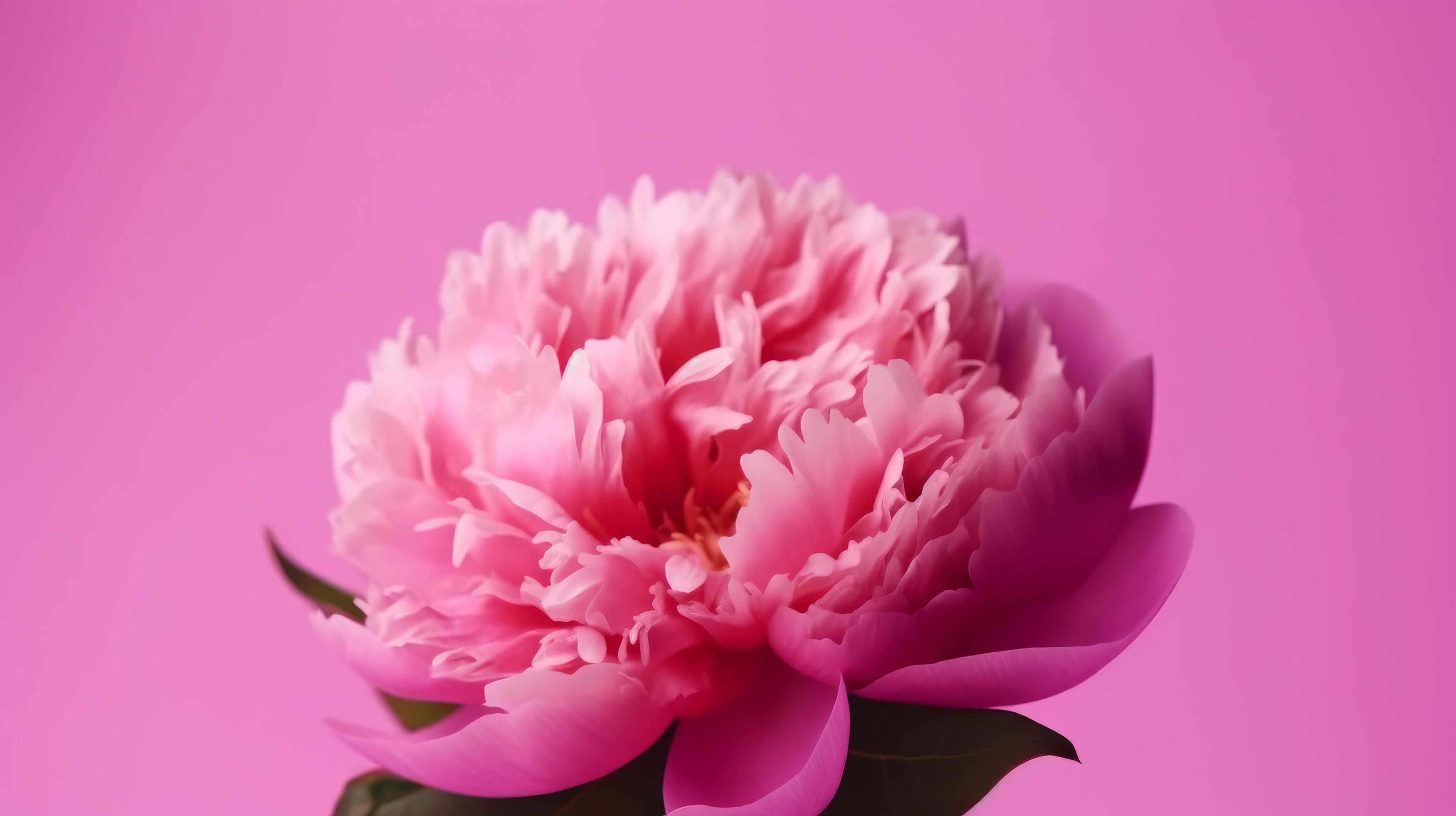 Pink peony flower. Illustration Stock Free