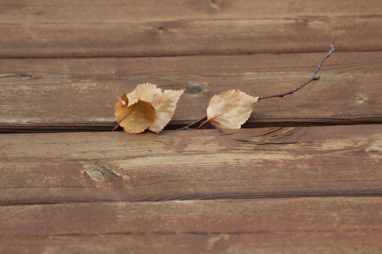 Dry leaves Stock Free