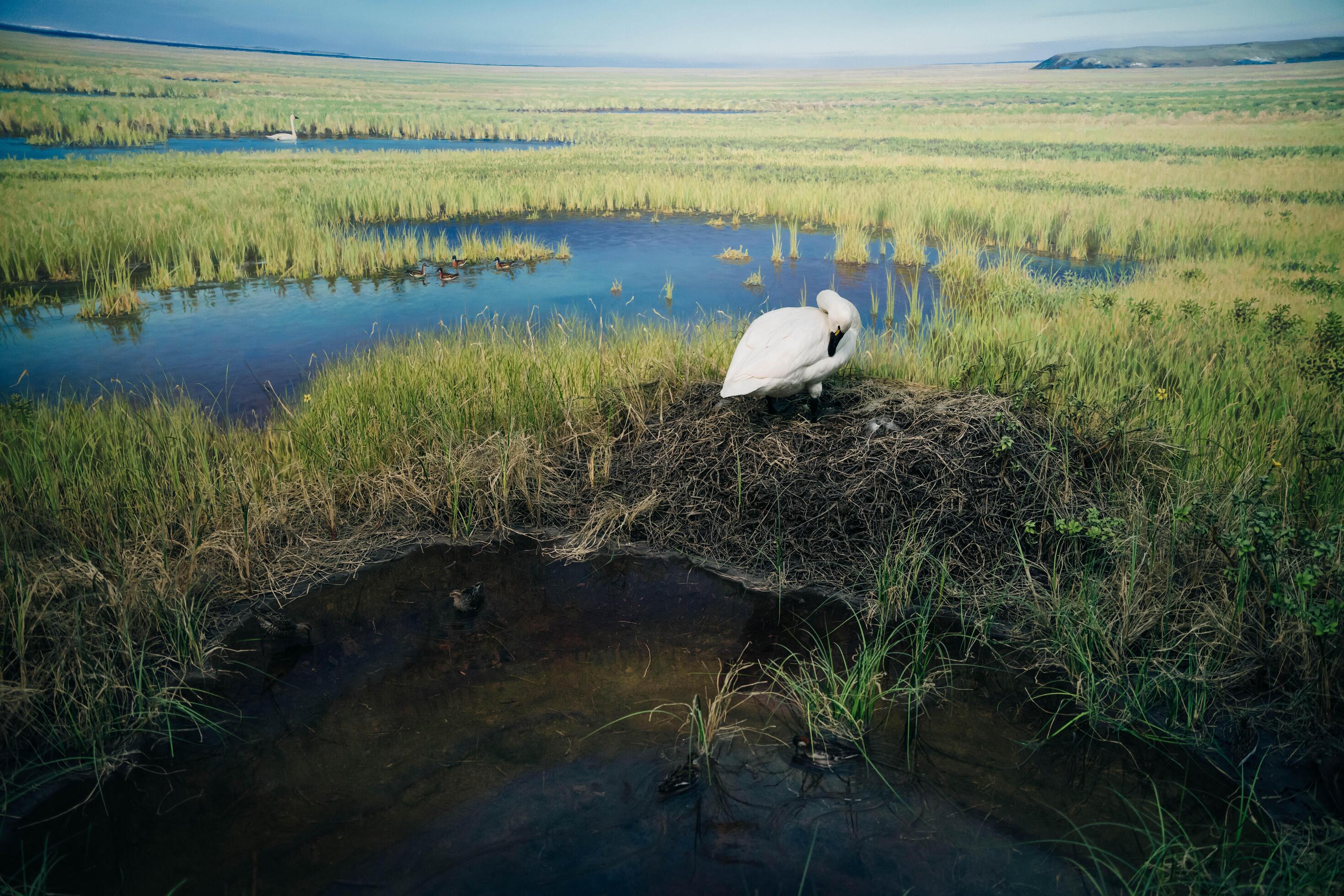 Swan is resting on a nest in a marshy area. The scene is peaceful and serene, with the bird fixing the nest. Growing family and work hard concept. Stock Free