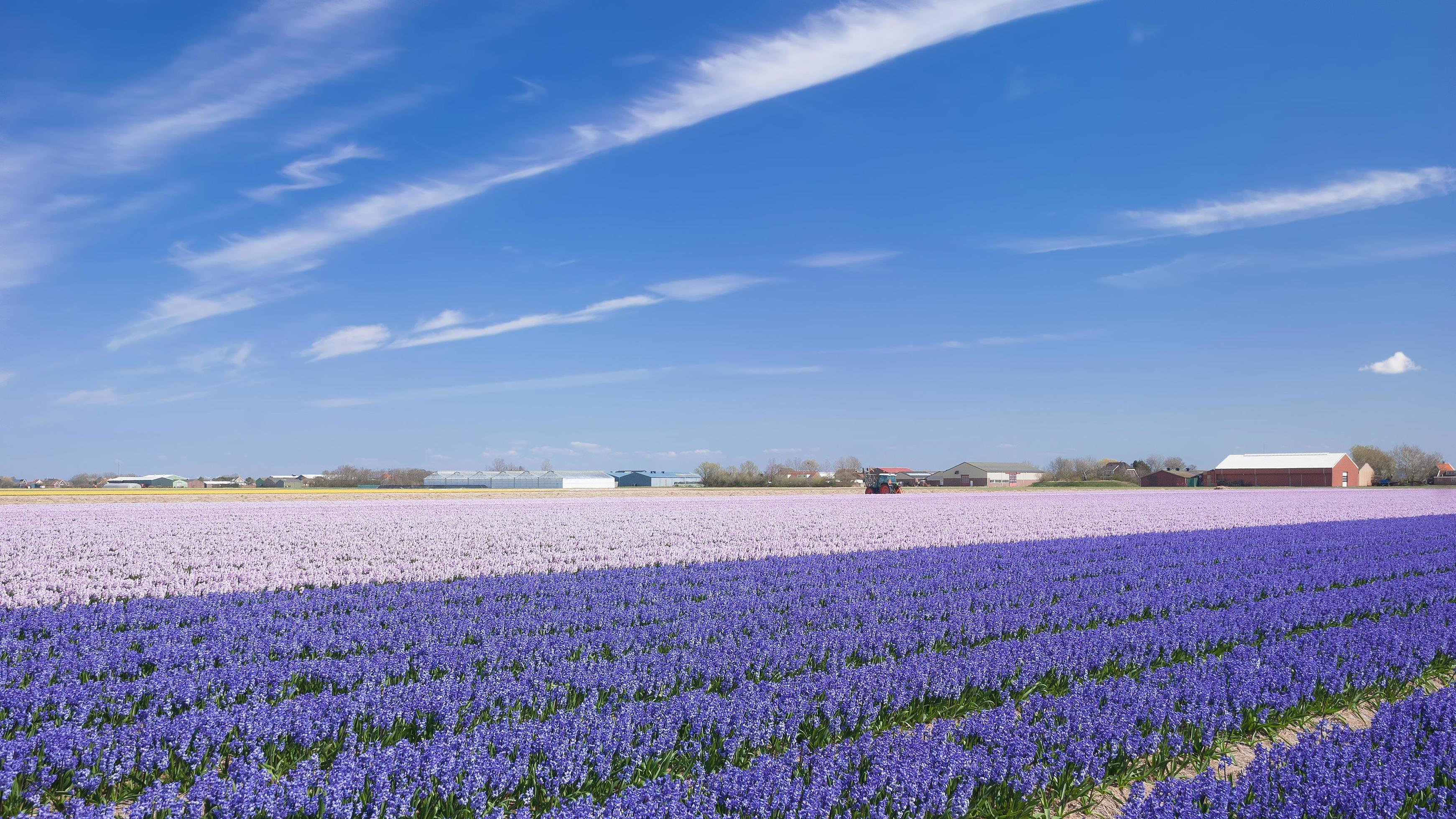 Flower Field close to Lisse,Netherlands Stock Free