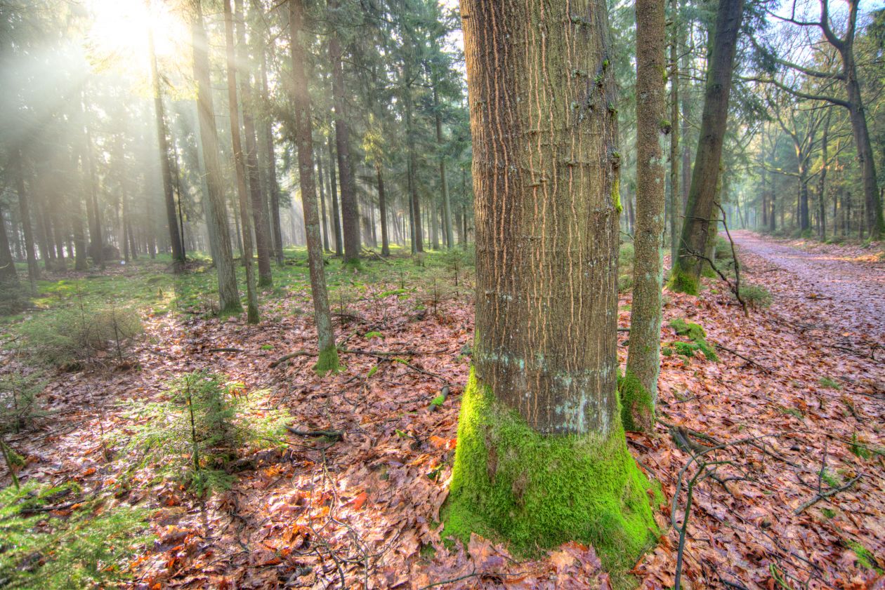 Tree in the sun Stock Free