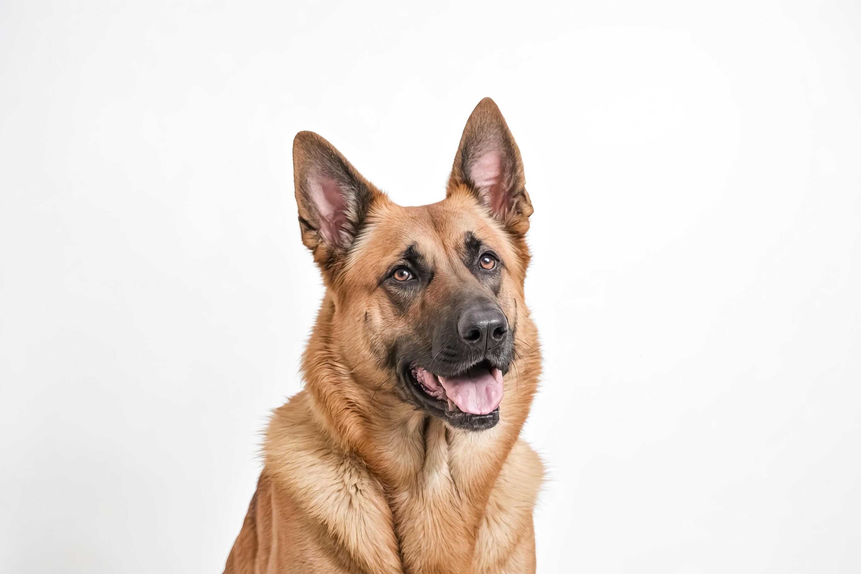 German Shepherd Portrait on White Background Stock Free