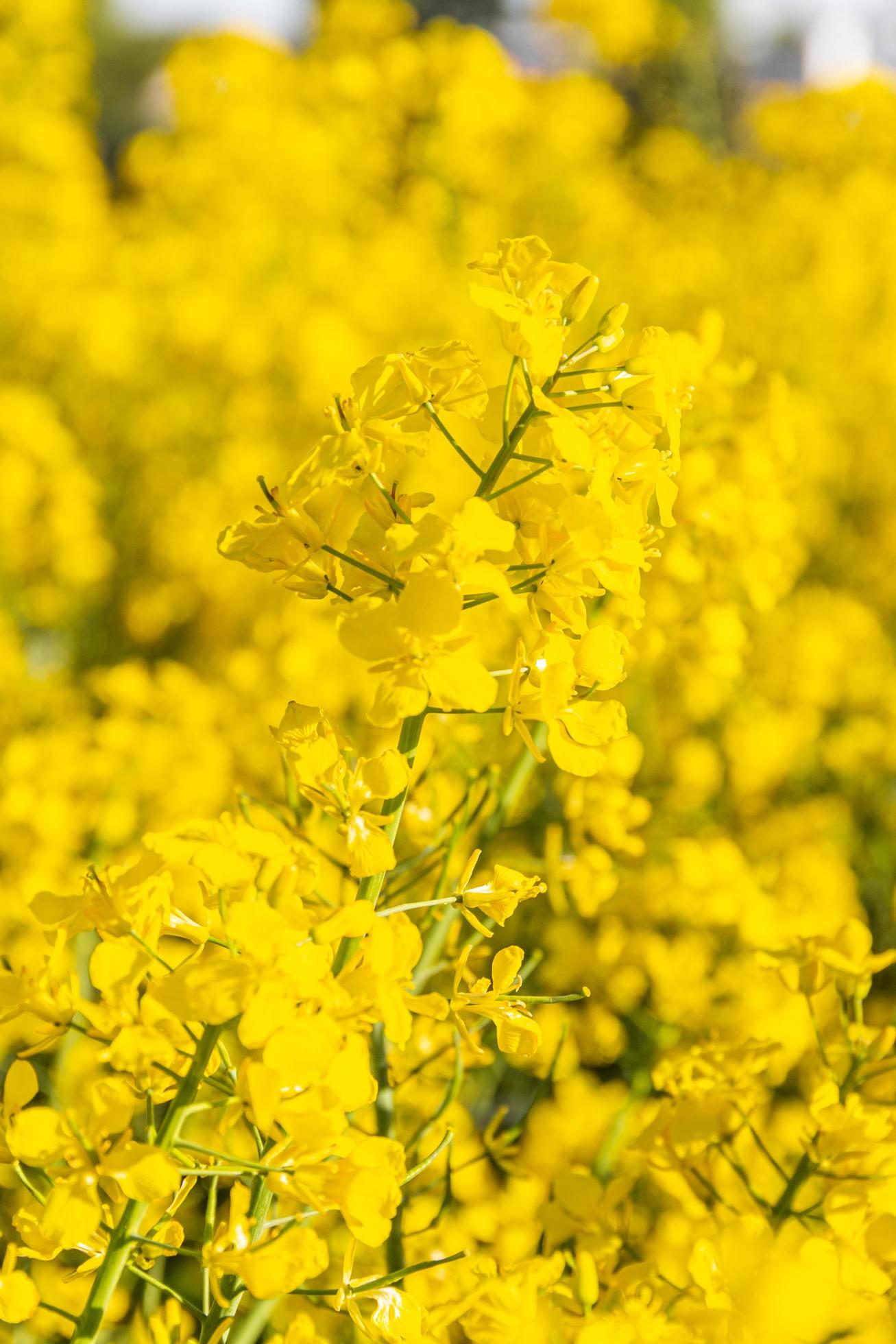 Beautiful yellow blooming rapeseed flowers close up. Stock Free