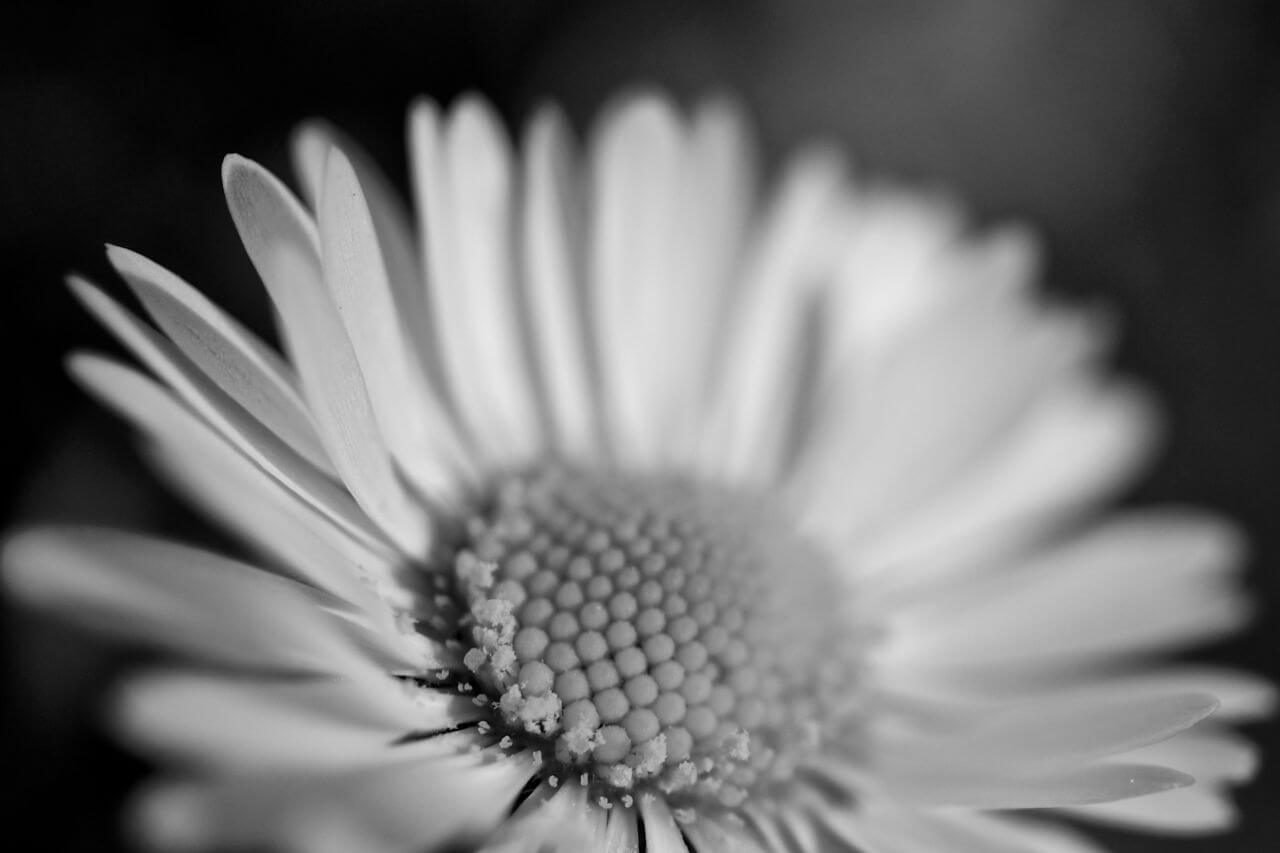 Flower Macro Sunflower Black White Stock Free