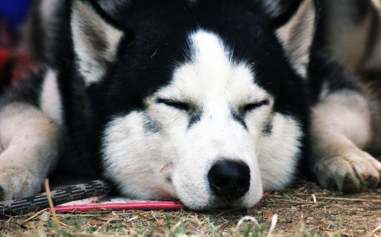 Siberian Husky Face Sleeping Stock Free