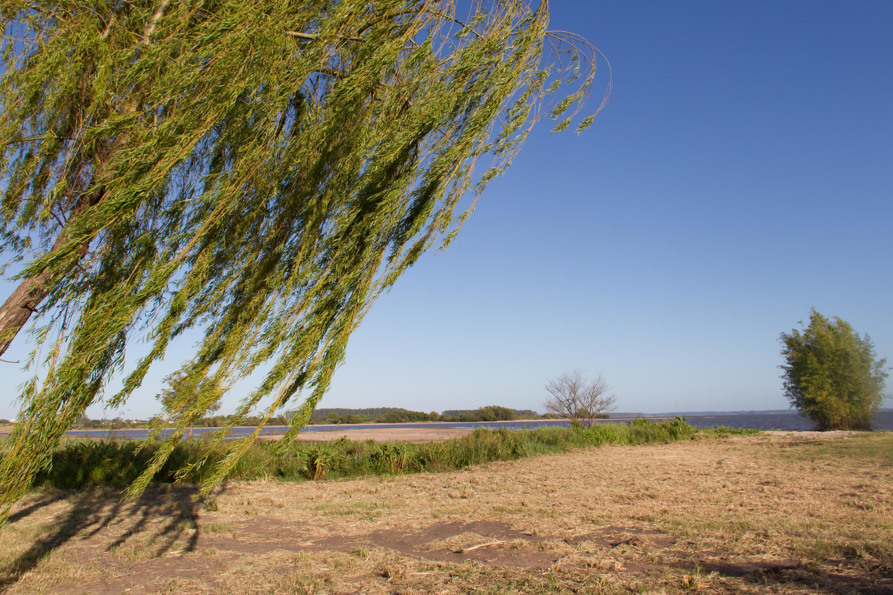 weeping willow on the banks of the river in the city of federation province of entre rios argentina Stock Free