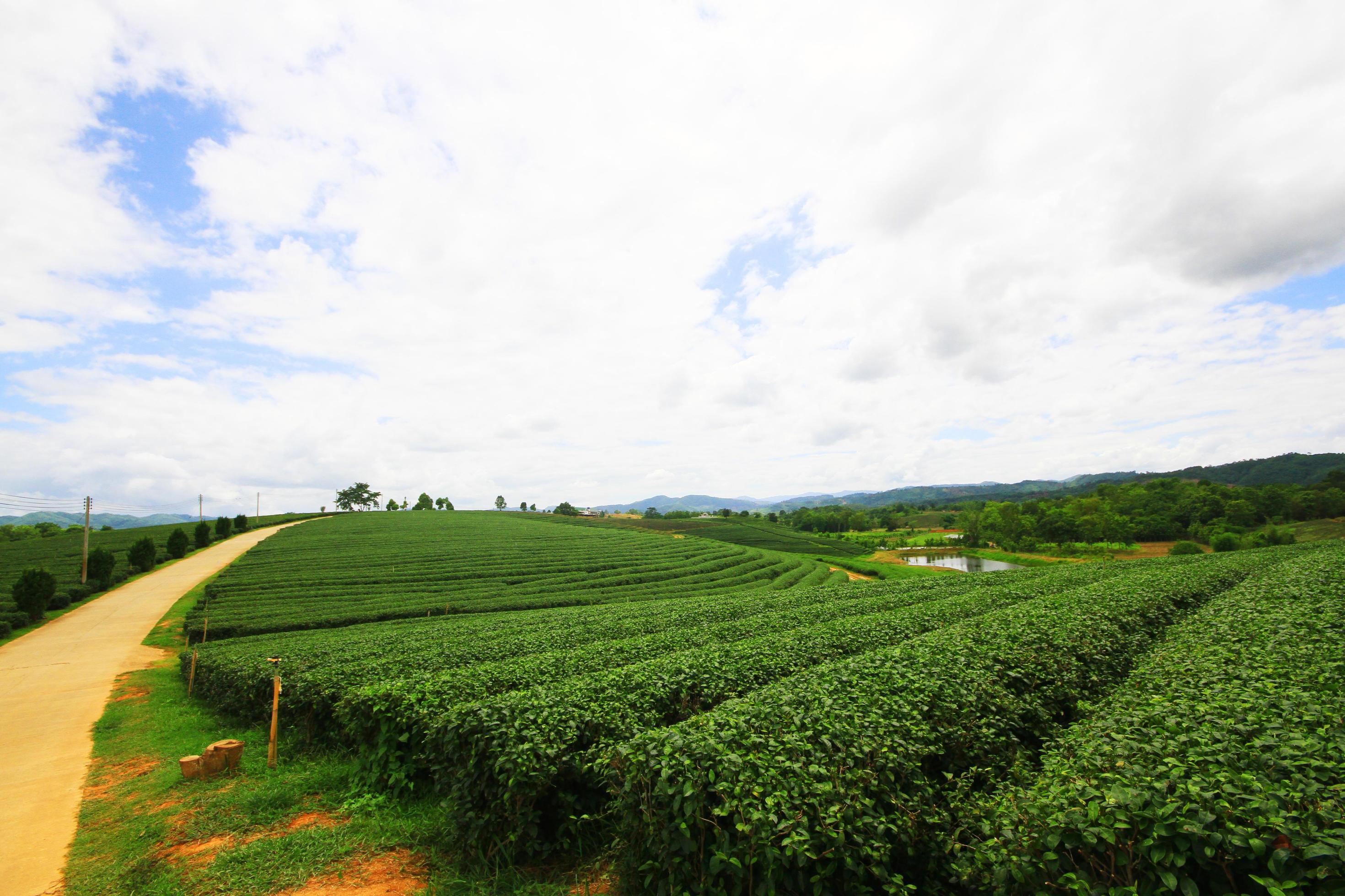 Tea Plantation in sunrise on the mountain and forest in rain season is very beautiful view in Chiangrai Province, Thailand. Stock Free