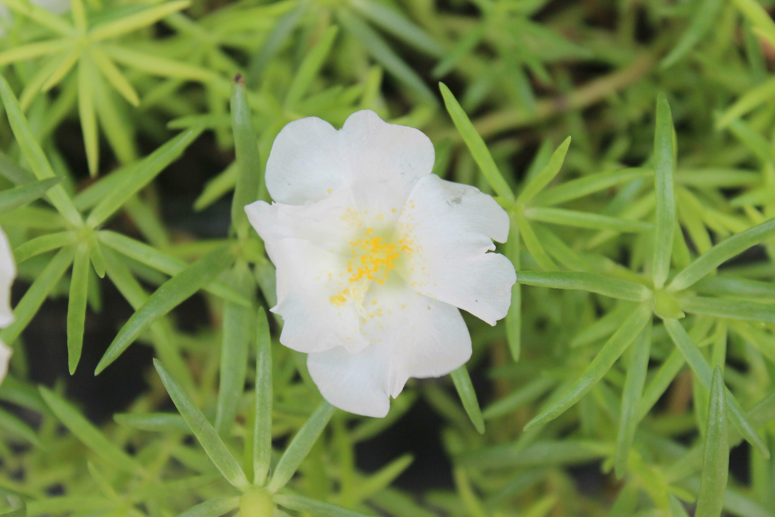 Portulaca oleracea common purslane, also known as verdolaga, red root, or pursley is an annual succulent in the family Portulacaceae. Stock Free