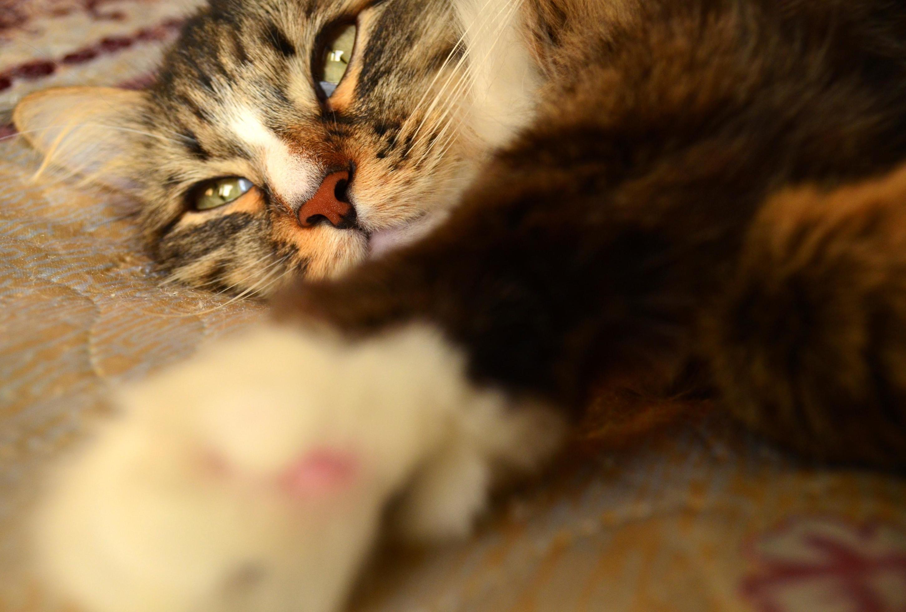 Cute long hair cat lying on the bed at home. Pet lifestyle concept Stock Free