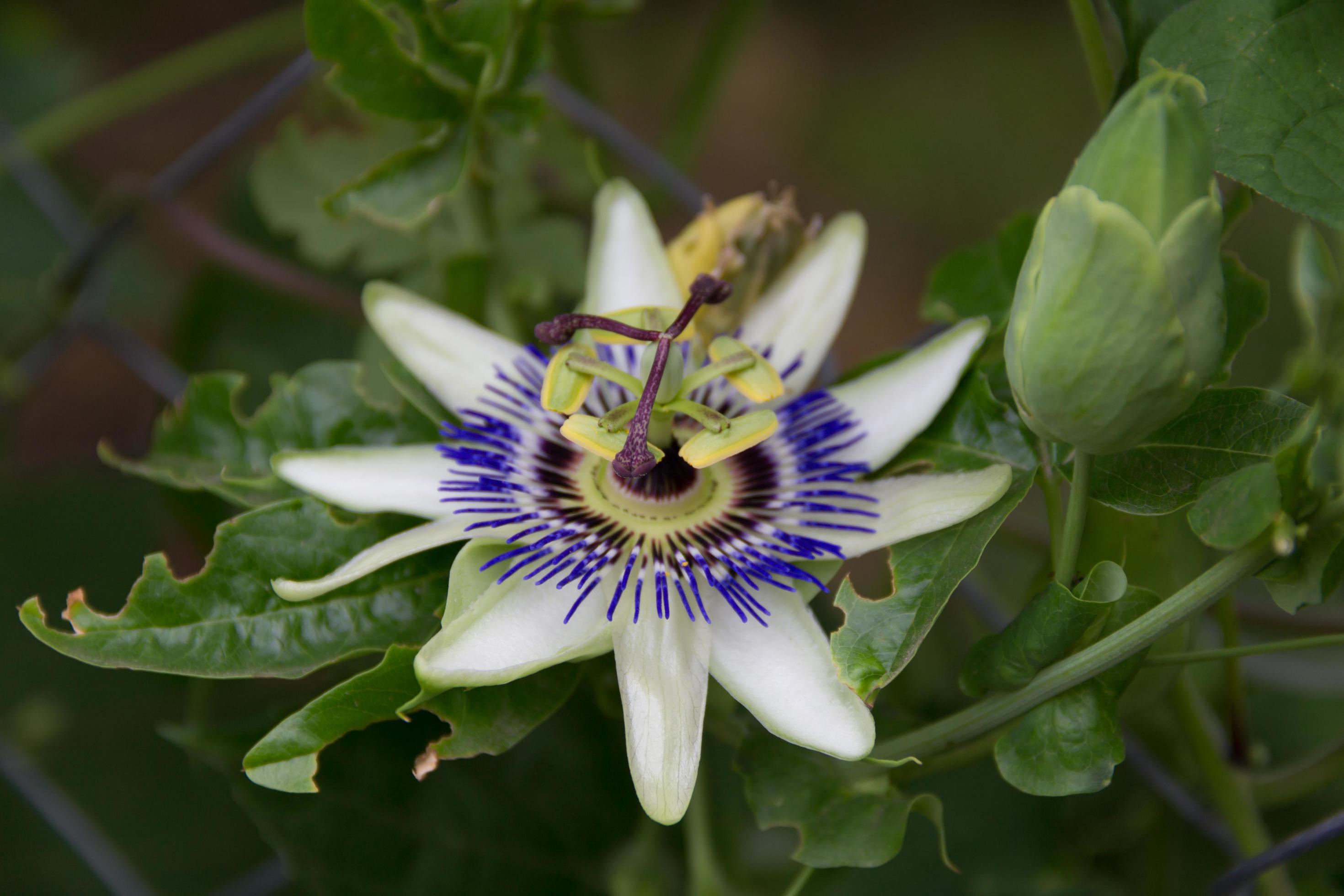 passion fruit flower on the plant Stock Free