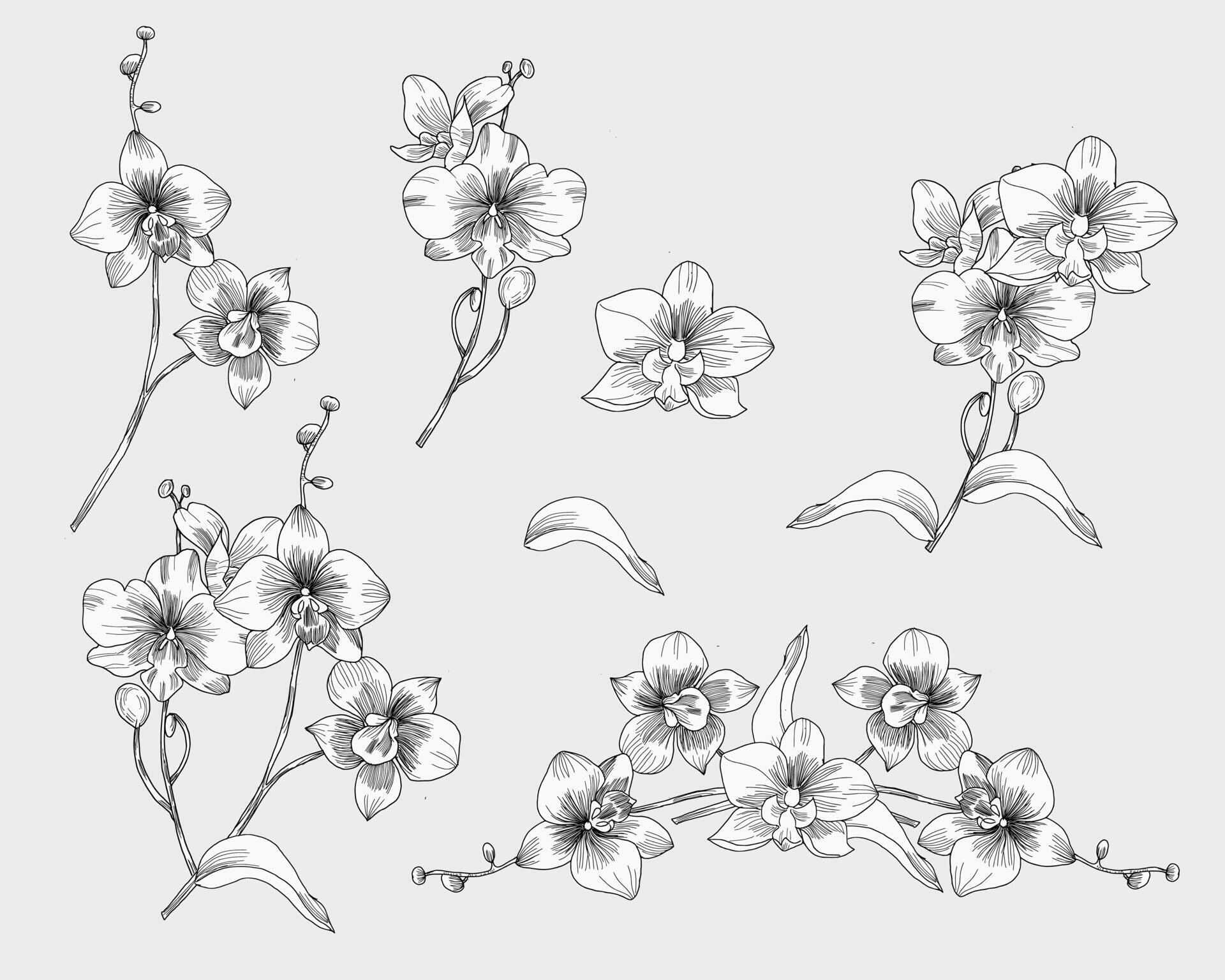 Hand Drawn Orchid Flower Illustration Stock Free