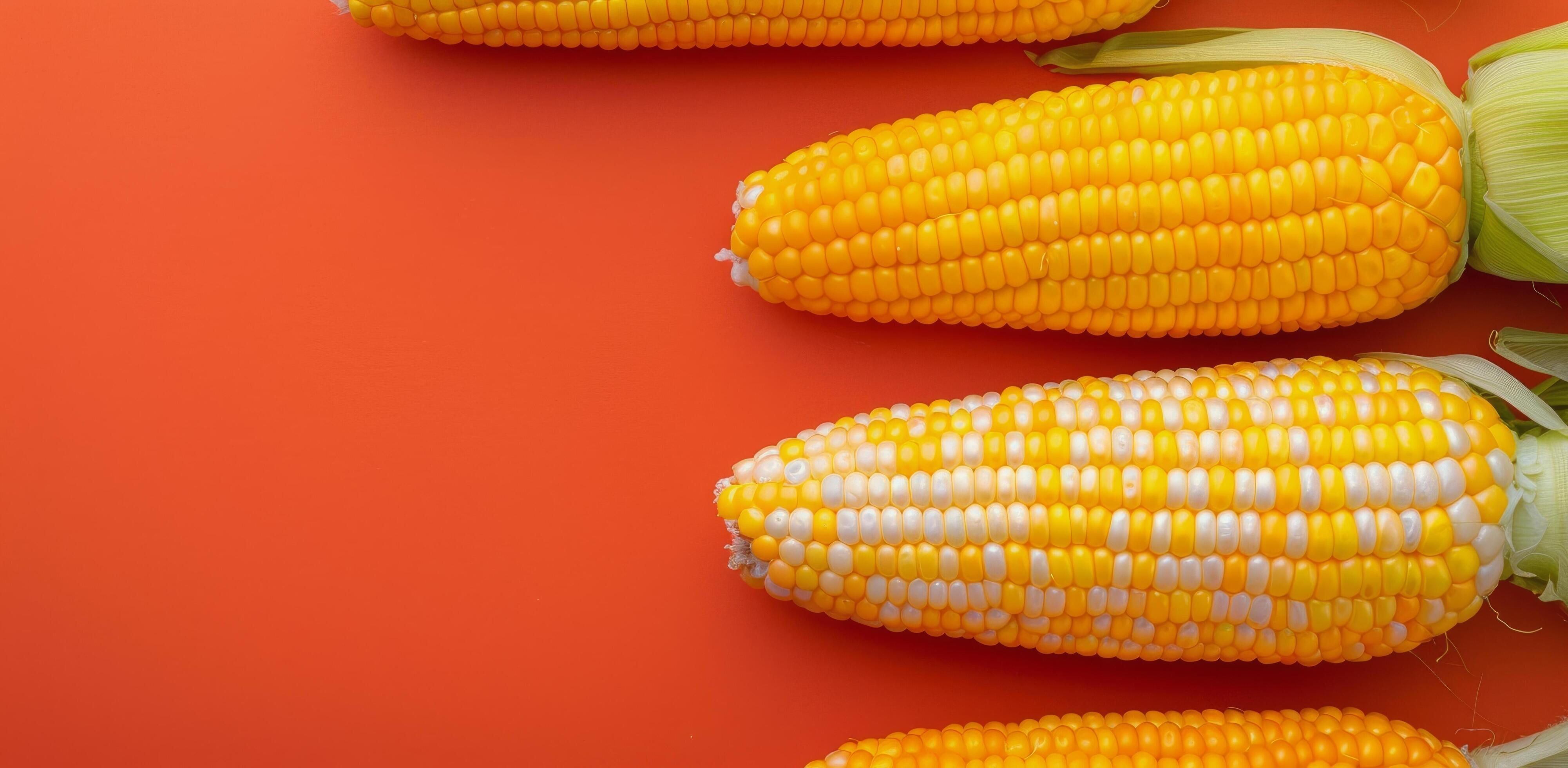 Freshly Harvested Corn Ears on Vibrant Orange Background Stock Free