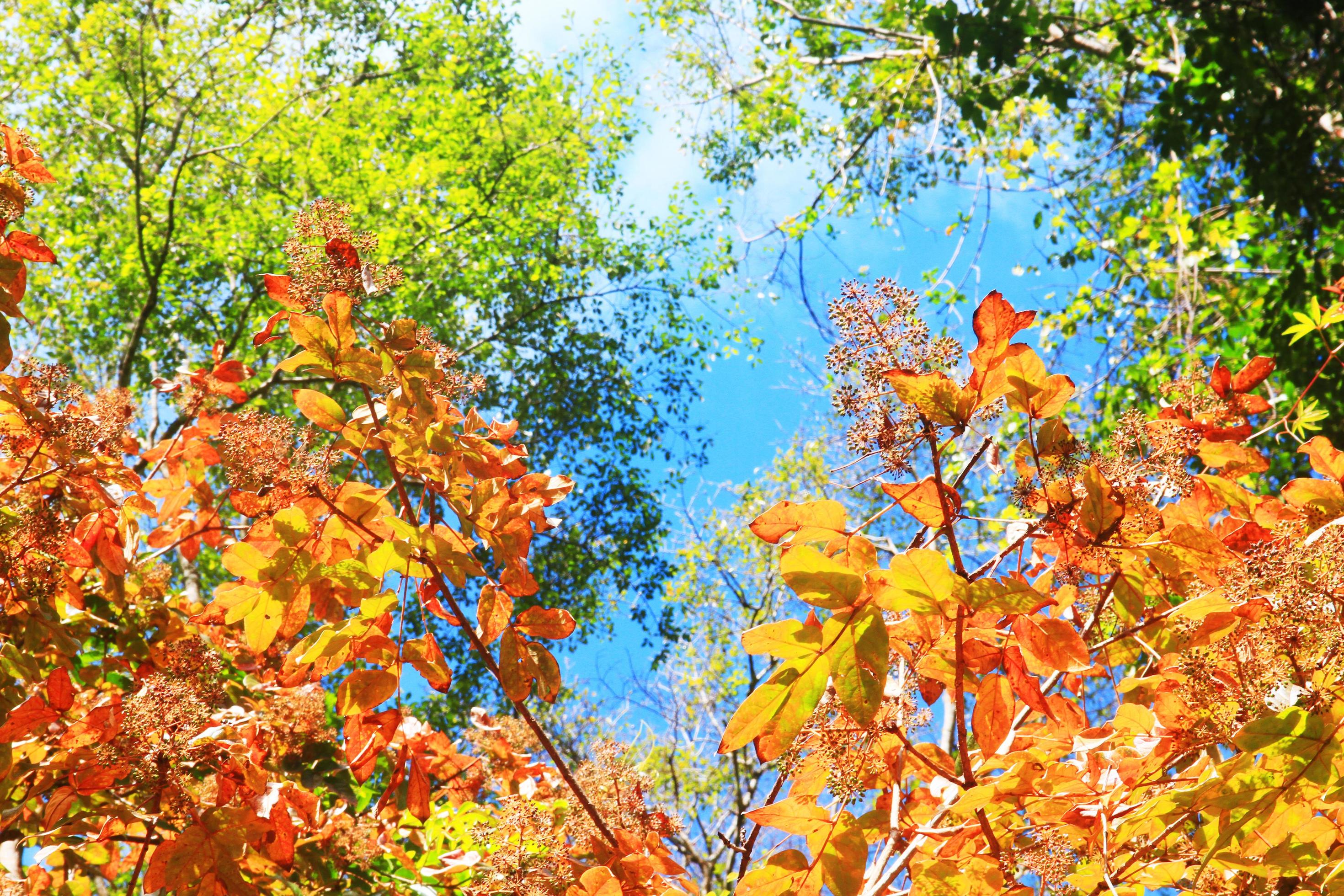 Beautiful orange and yellow leaves branch of tree with blue sky in forest on the mountain Stock Free