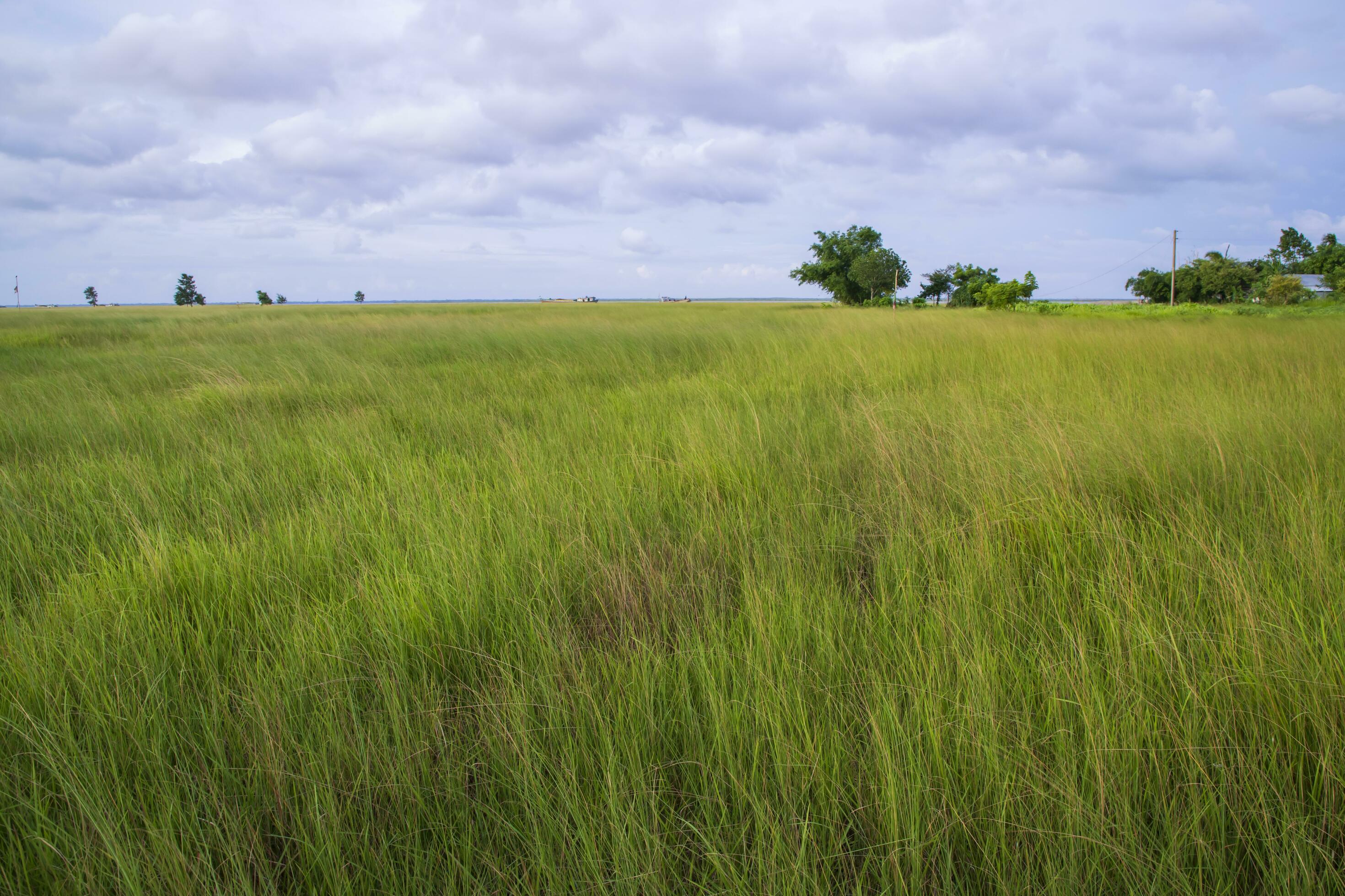 Natural Landscape view of green grass field with blue sky Stock Free