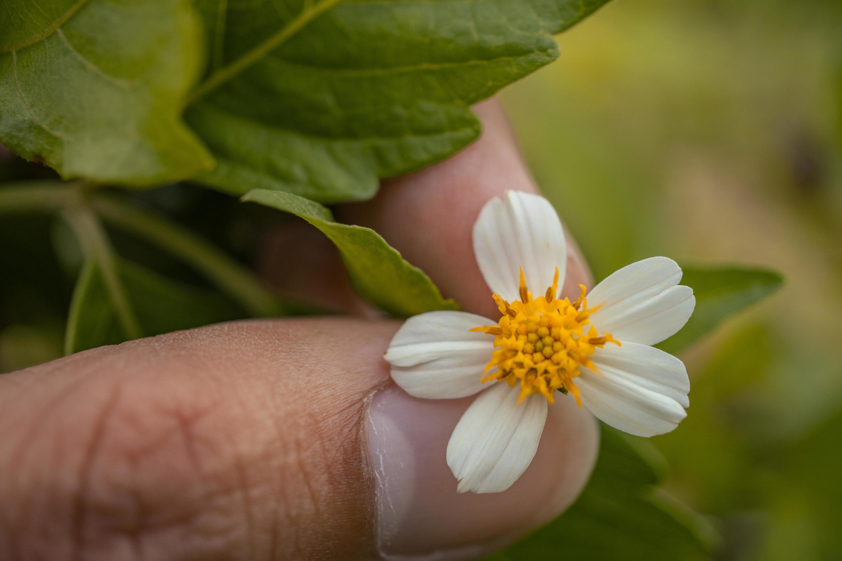 Macro photo of meadow flower white, pink yellow and violet color. The photo is suitable to use for nature flower background, poster and advertising. Stock Free