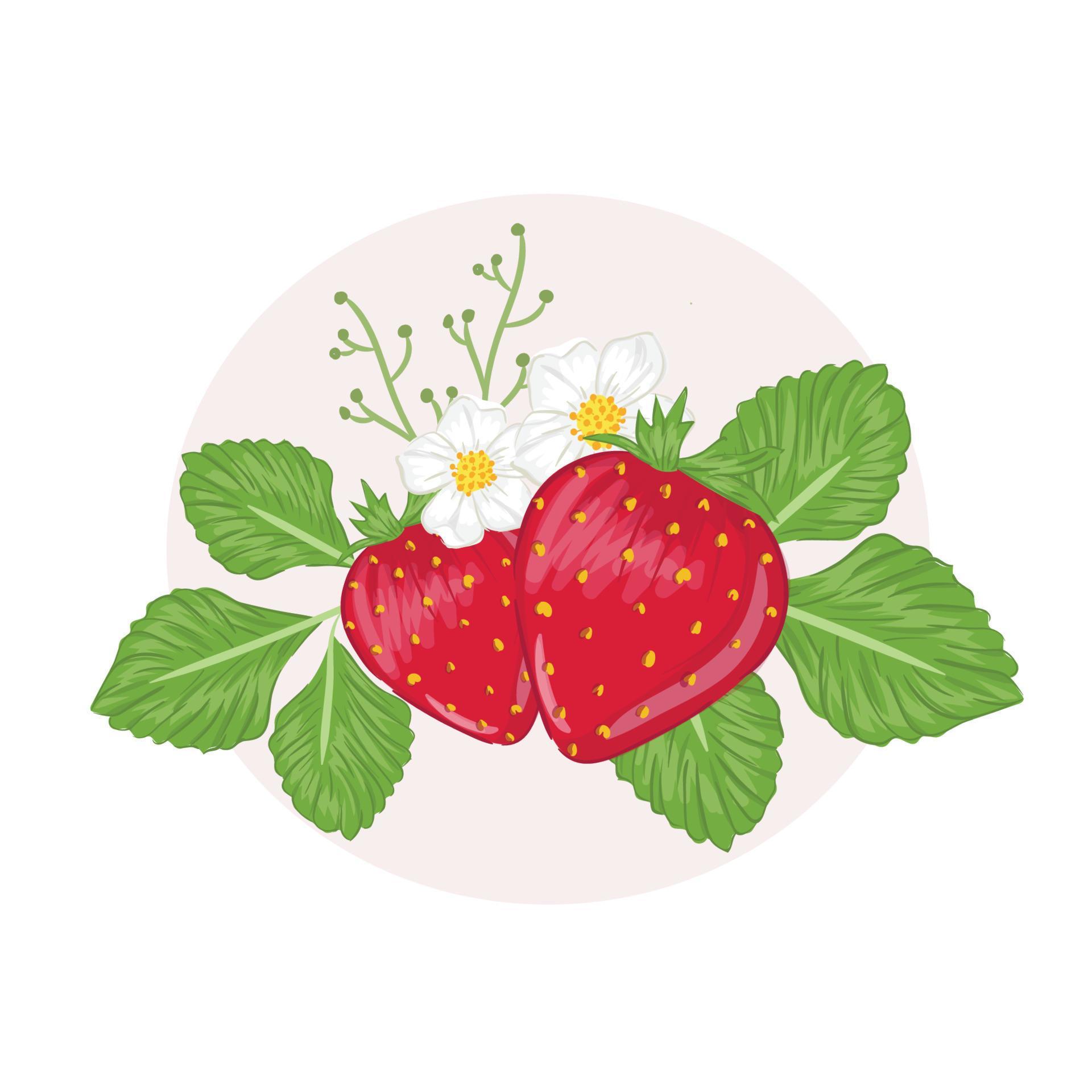 handdrawn strawberry with leaves and flower Stock Free