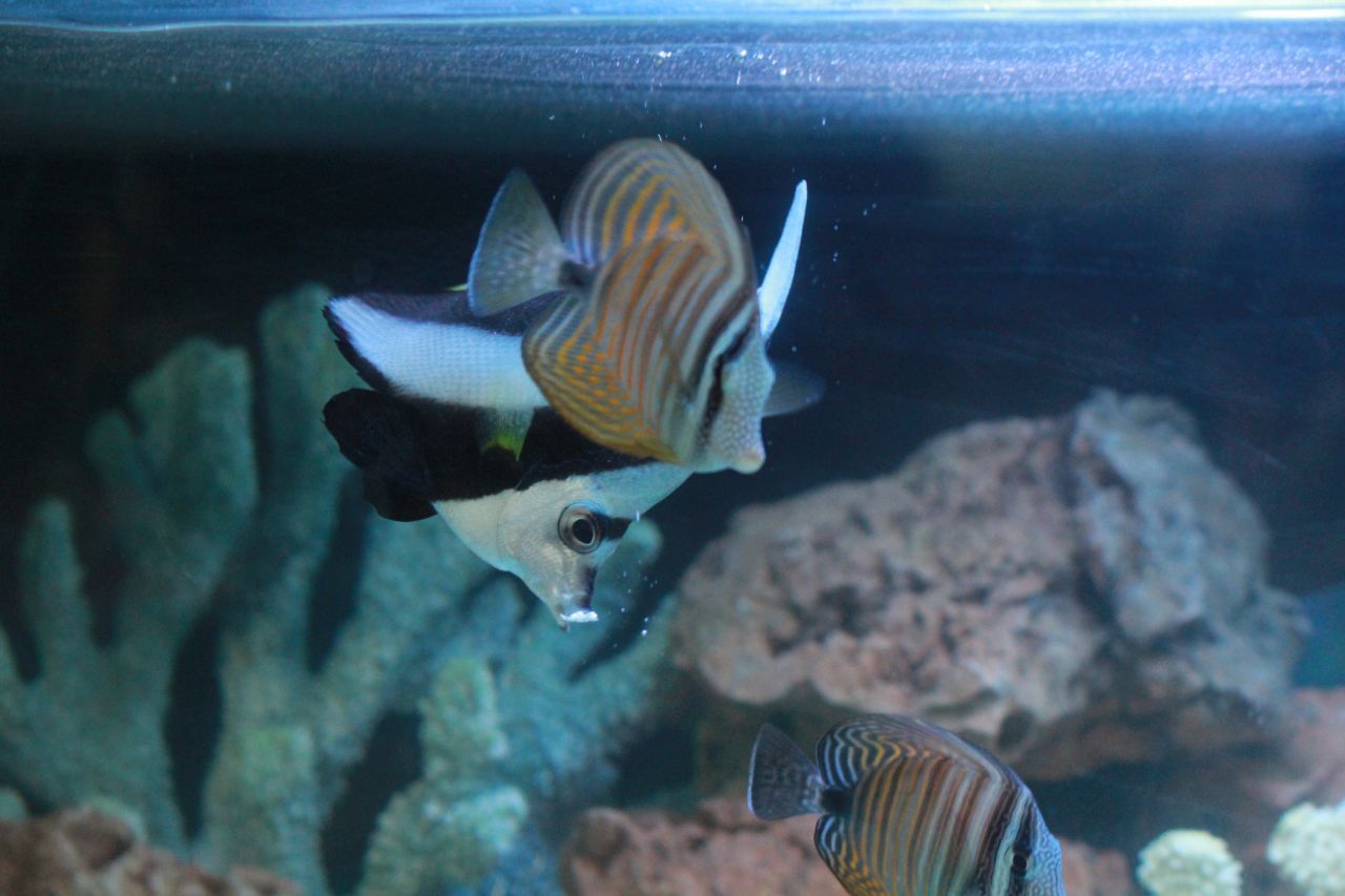 Angel Fish Stock Free