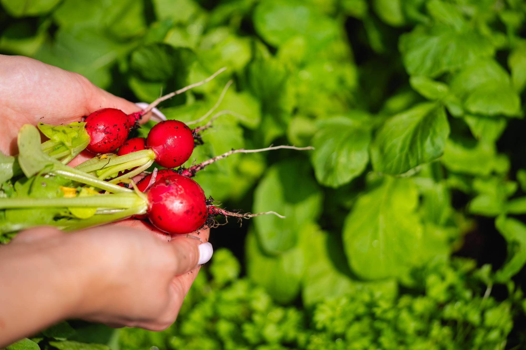 Fresh Radishes Place for Text Free Photo