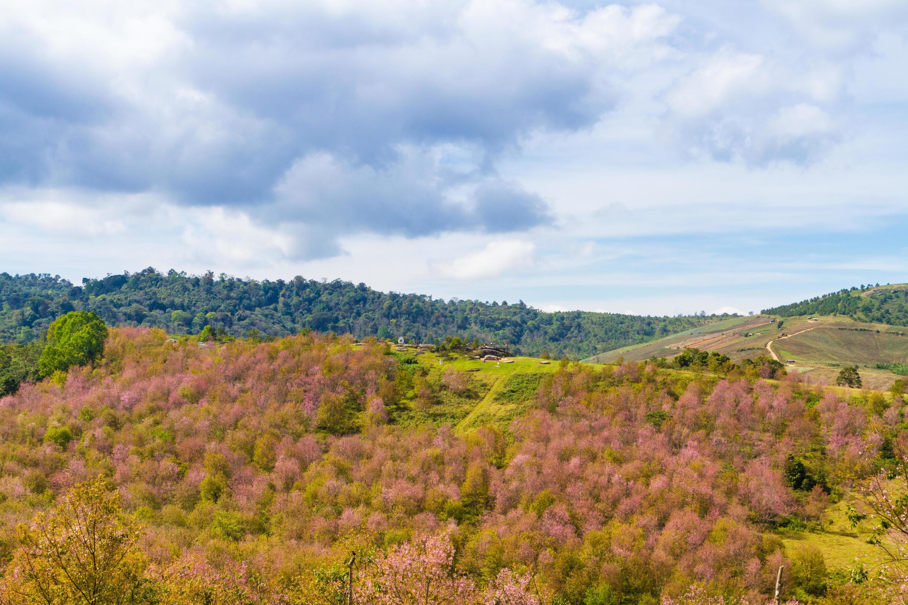 Cherry blossoms are blooming on the mountain in Phu Lom Lo, Phitsanulok Province, Thailand. Stock Free