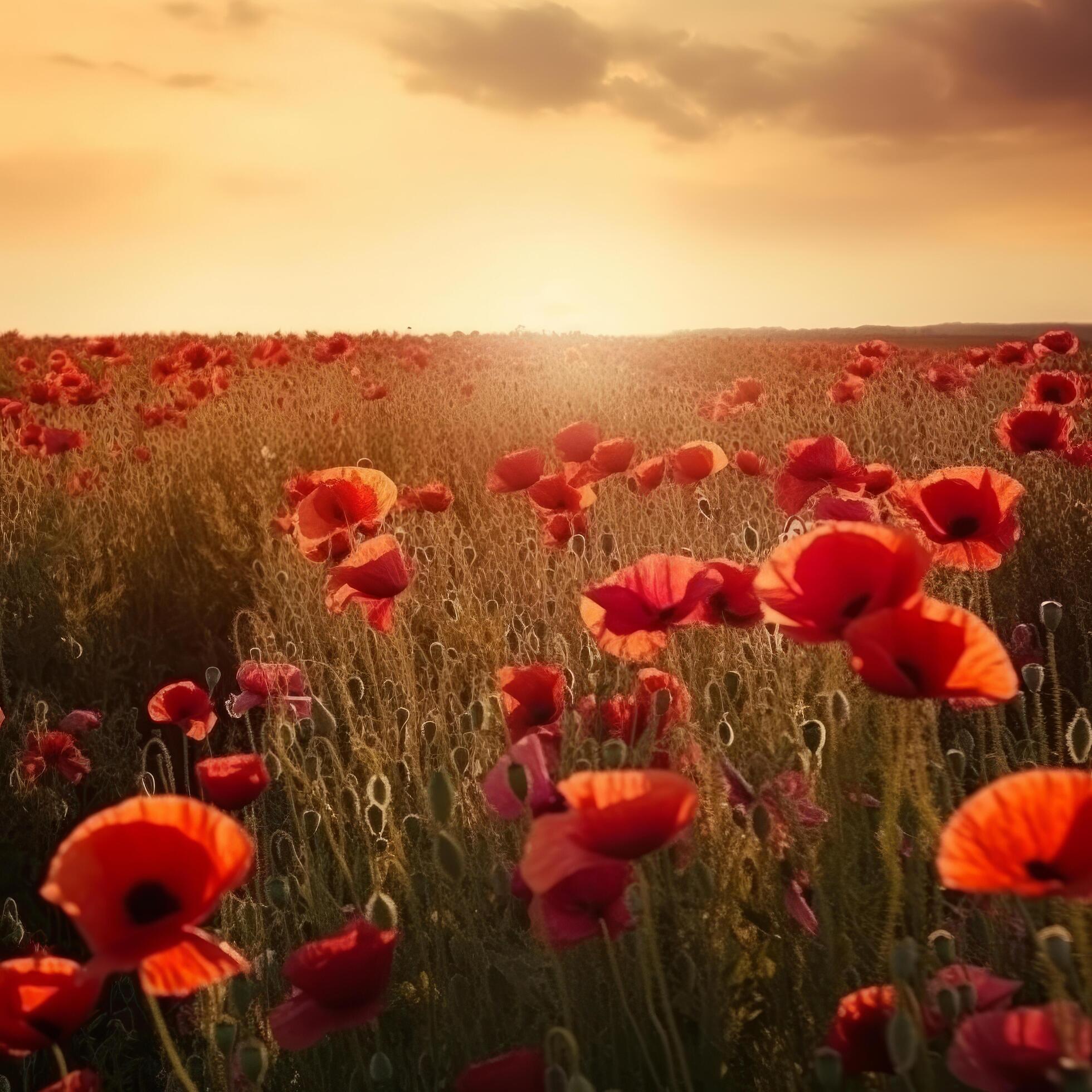 Poppy flower background for Anzac day. Illustration Stock Free