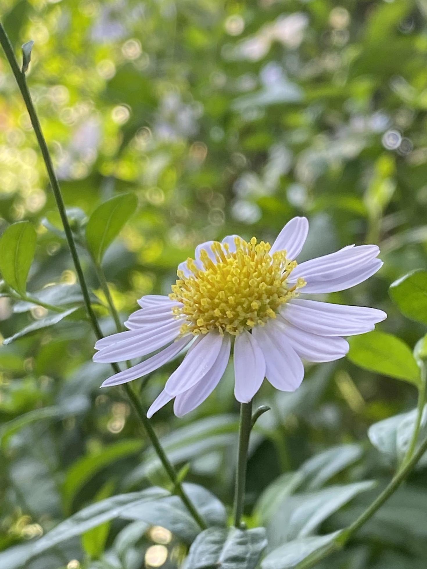 Beautiful daisy flower in the garden Stock Free