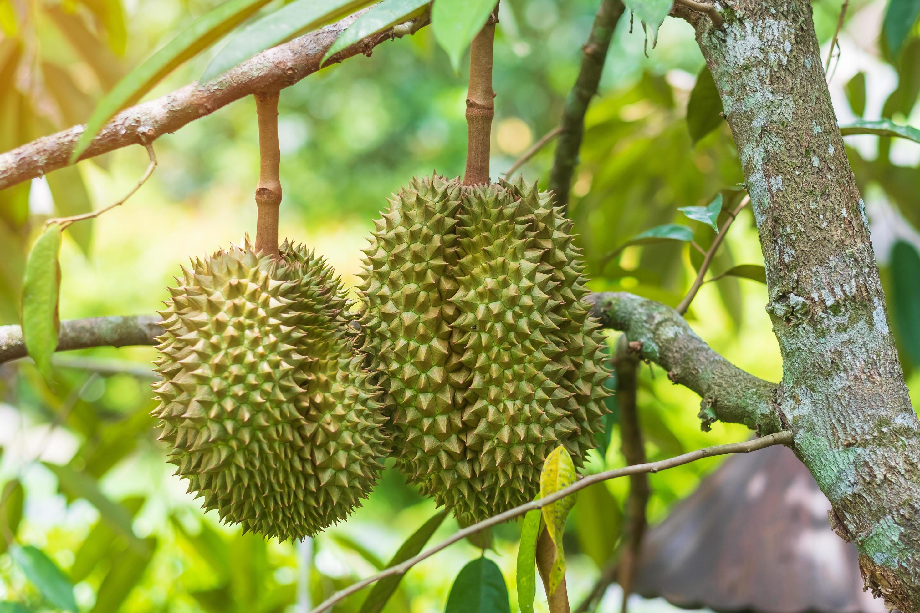 Fresh Durian hanging on tree in garden background, king of fruit Thailand. Famous Southeast food and Asian Exotic tropical Fruit concept Stock Free