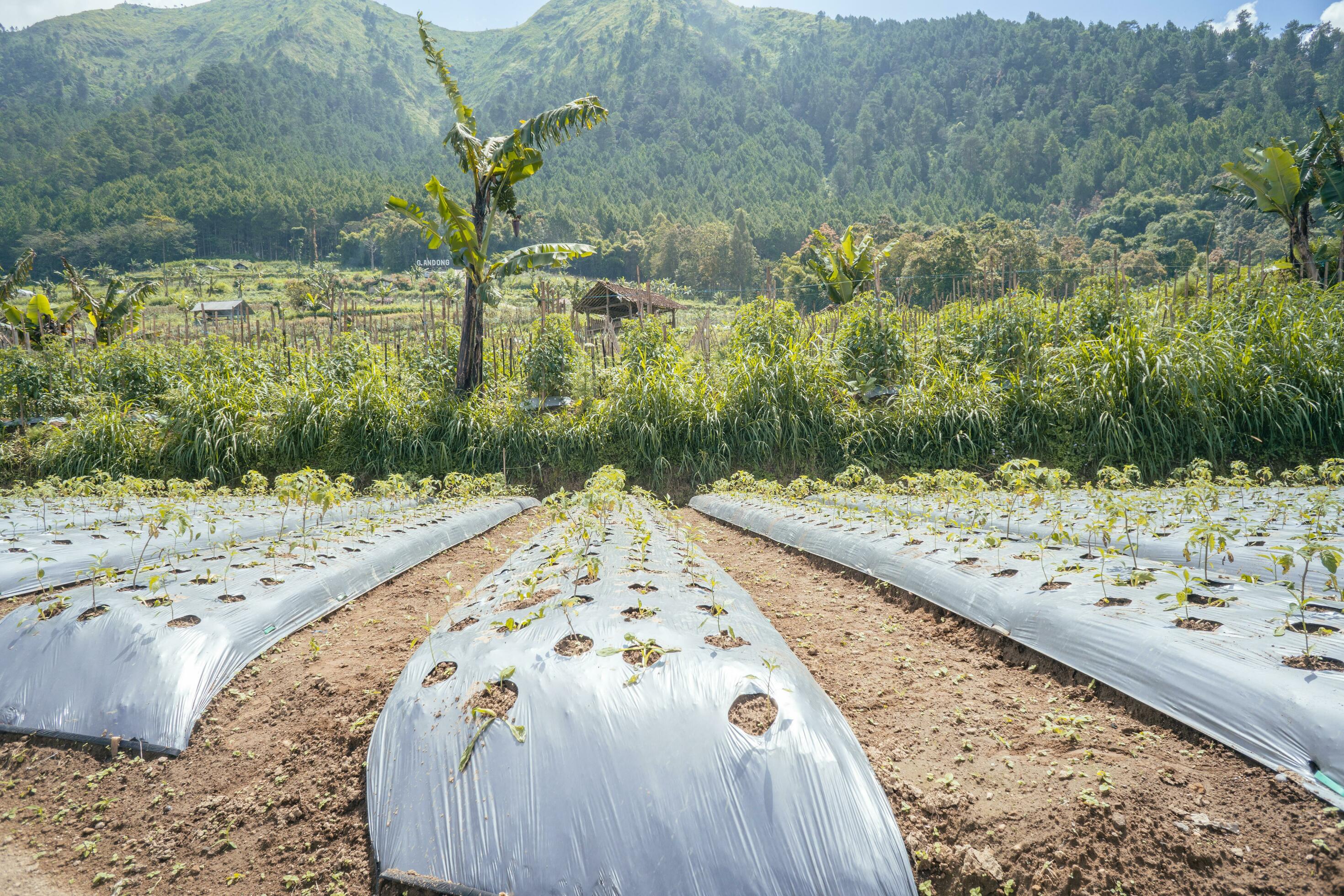 Garden field with terrace method when growing season. The photo is suitable to use for garden field content media, nature poster and farm background. Stock Free