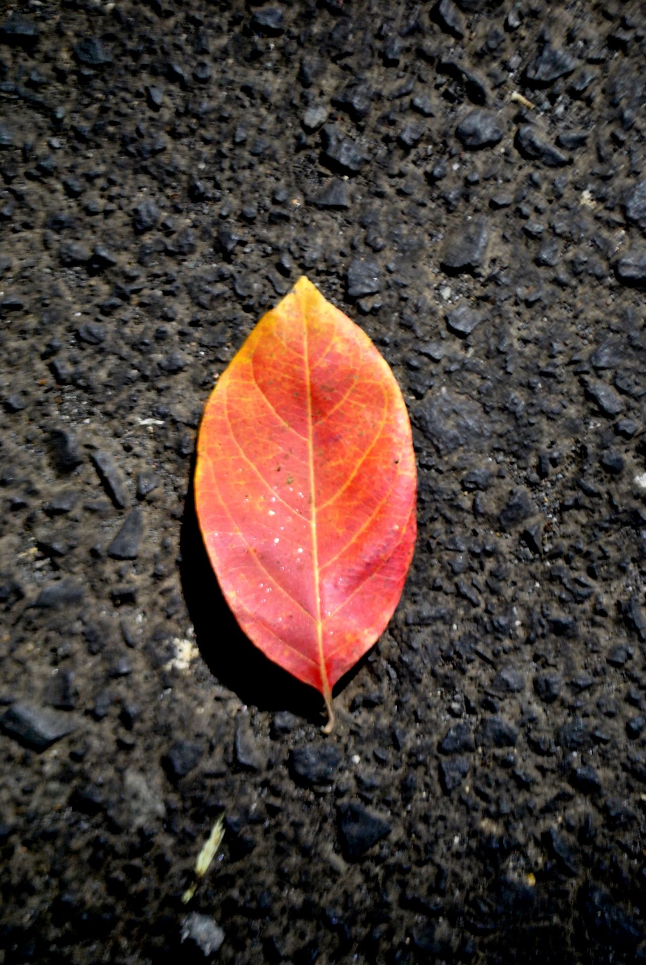 Beautiful Orange Leaf Stock Free