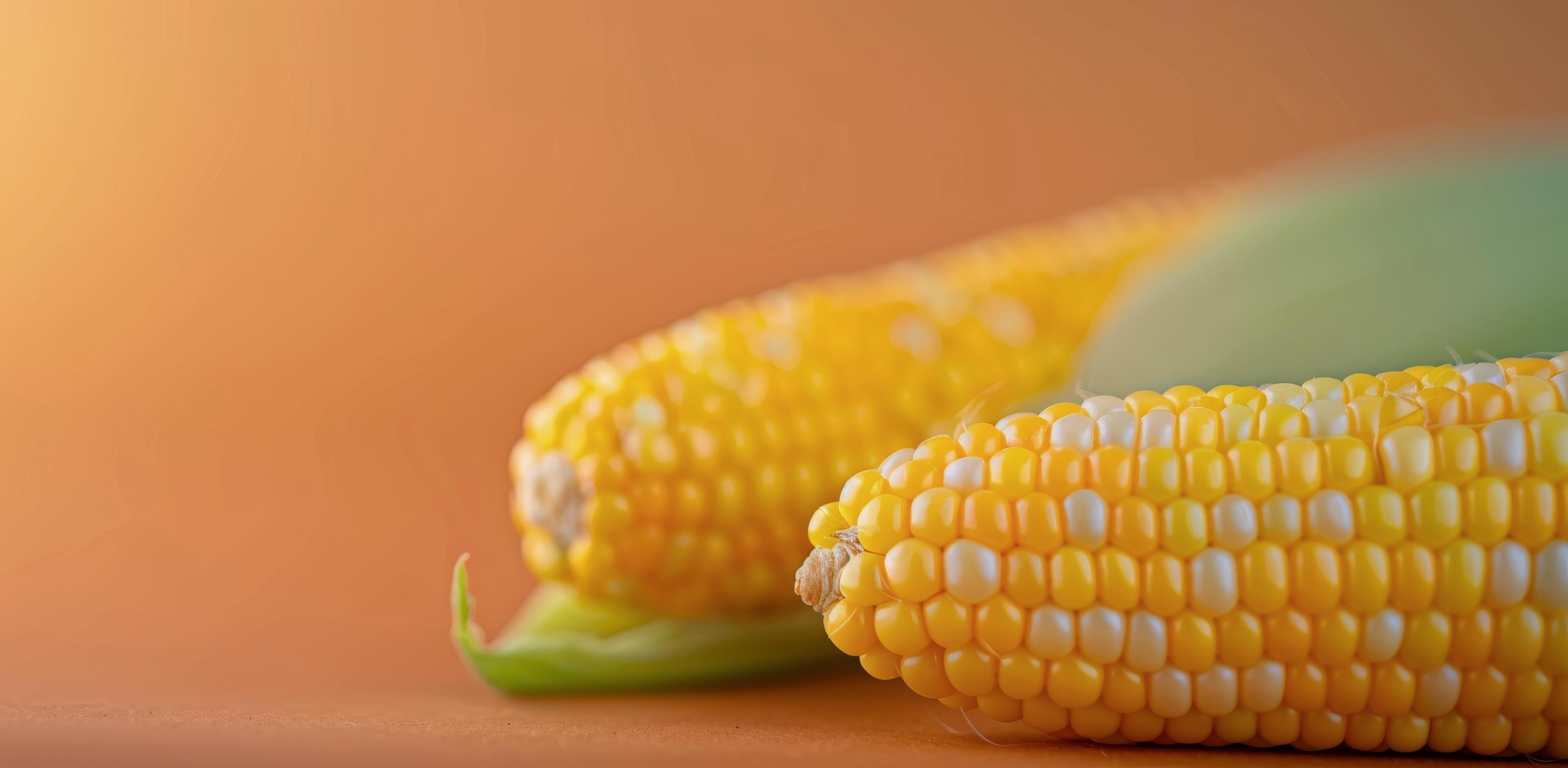 Freshly Harvested Corn Ears on Vibrant Orange Background Stock Free