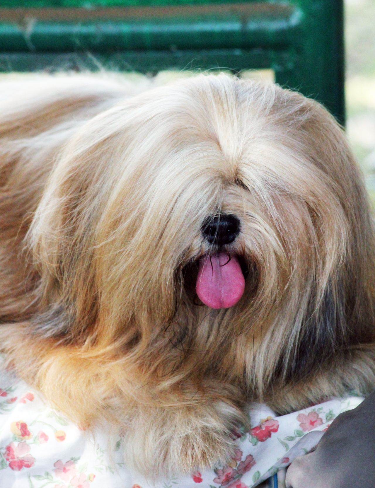 Lhasa Apso 6 Stock Free