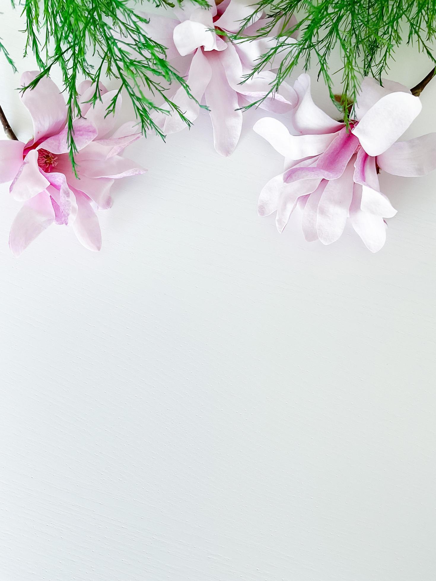 Closeup photo of pink magnolia flowers, isolated Stock Free