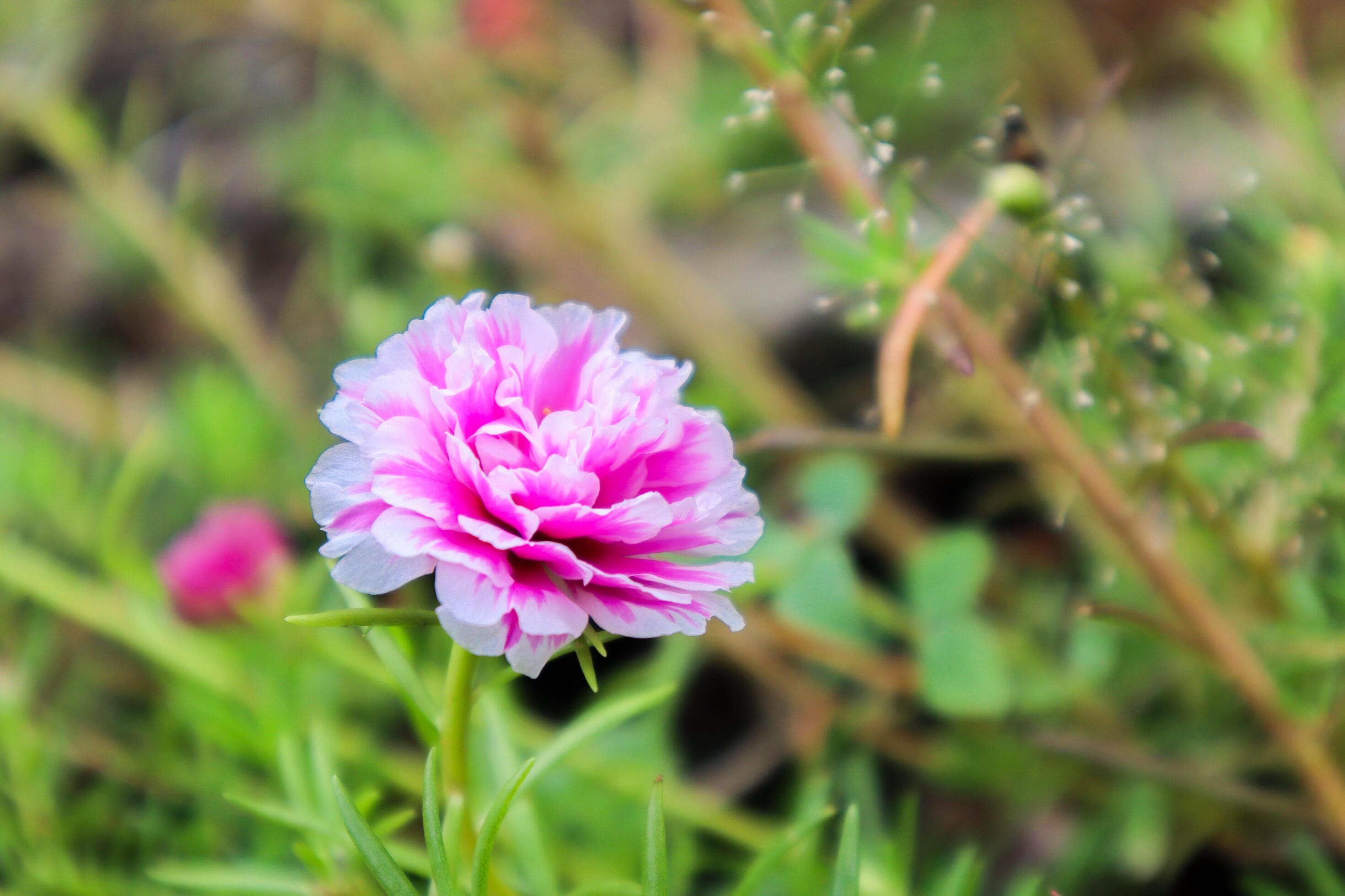 Portulaca grandiflora is a succulent flowering plant in the purslane family Portulacaceae Stock Free