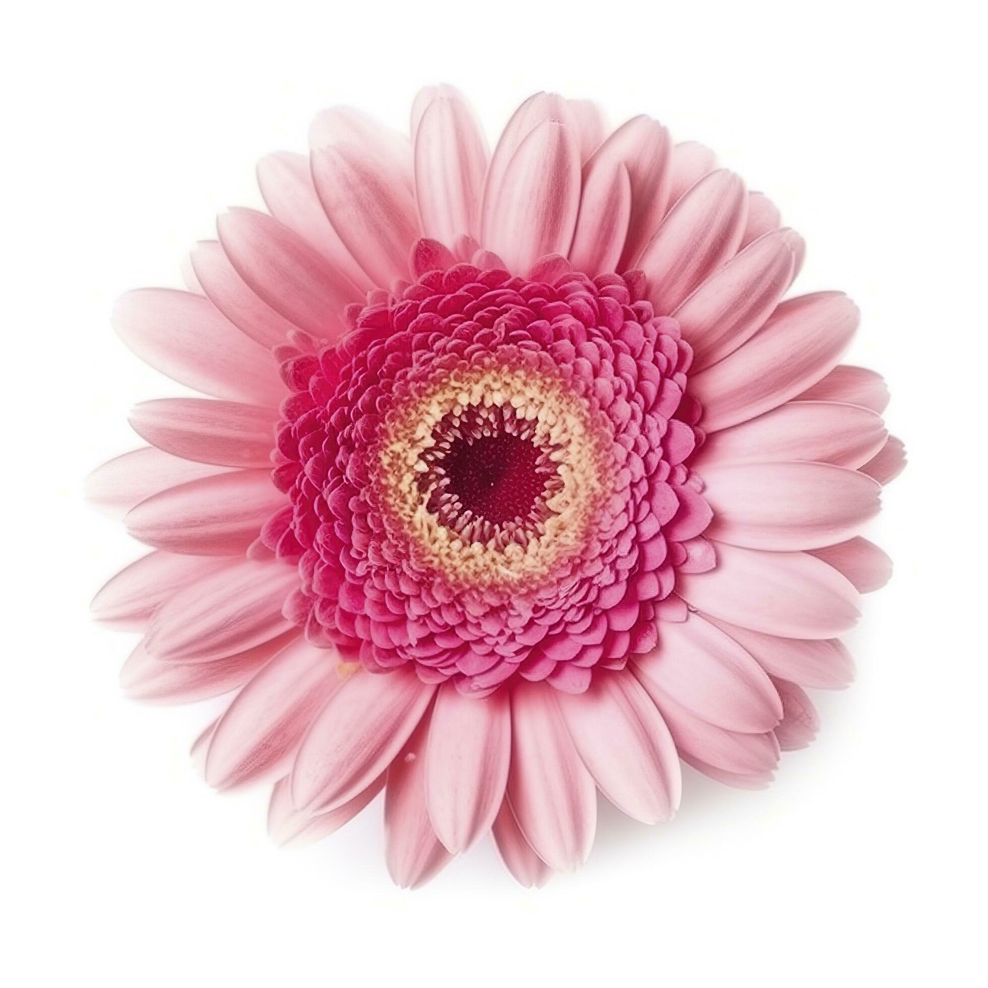 Pink gerbera flower isolated on white background, generate ai Stock Free