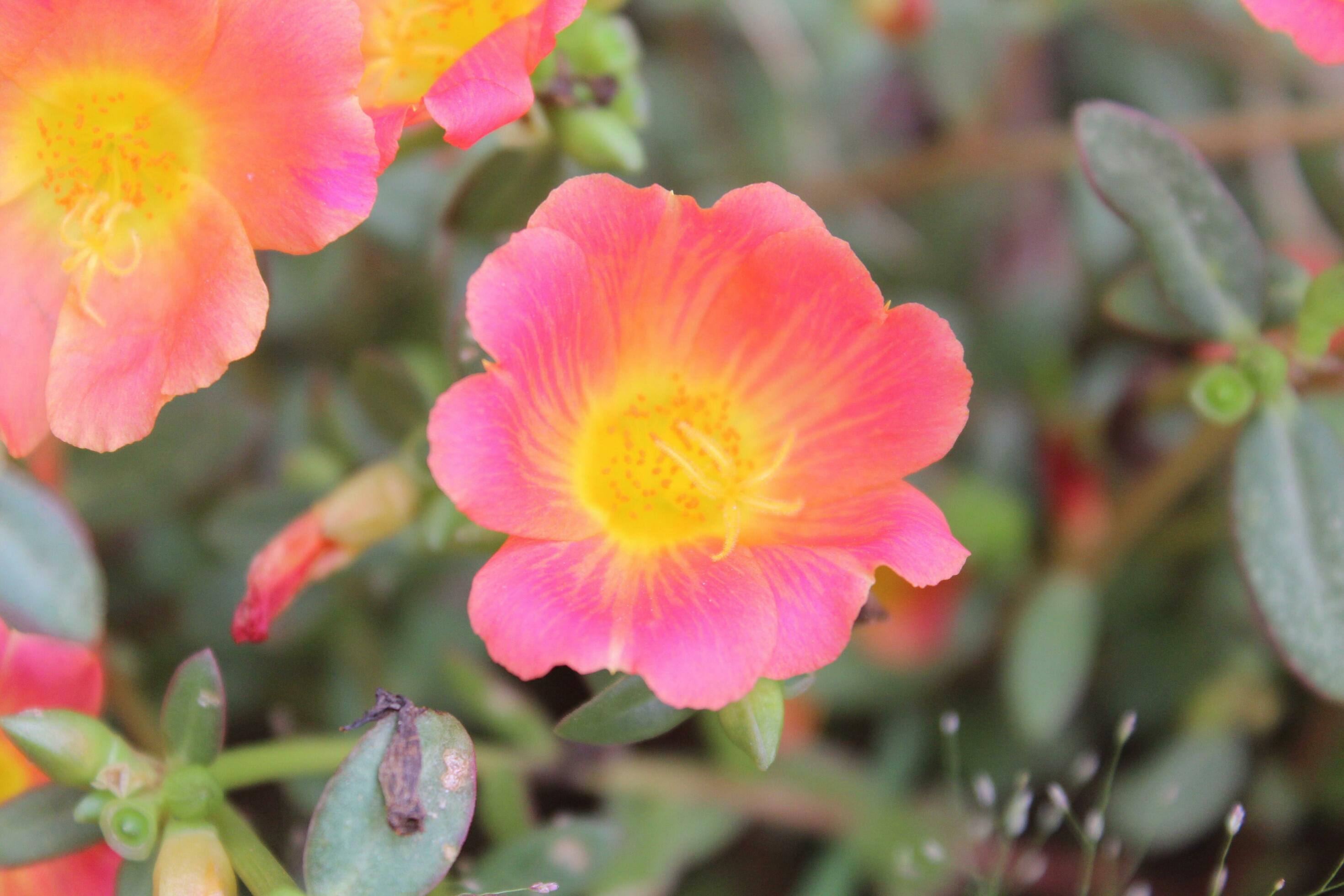 Portulaca oleracea common purslane, also known as verdolaga, red root, or pursley is an annual succulent in the family Portulacaceae. Stock Free