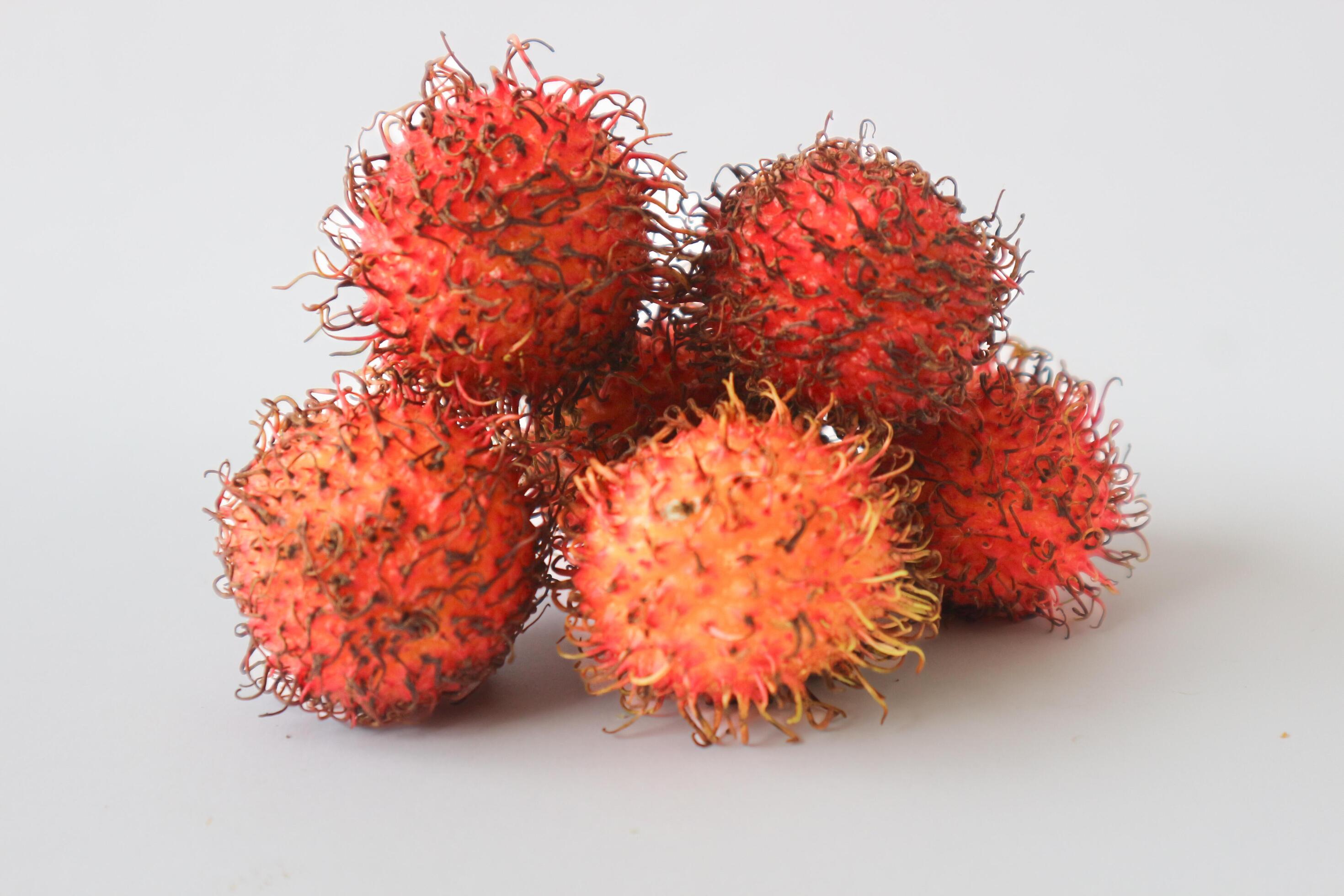 Rambutan taxonomic name, Nephelium lappaceum is a medium sized tropical tree in the Sapindaceae family Stock Free