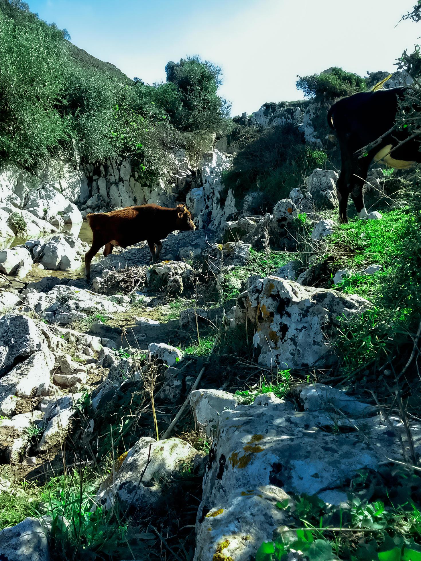 Witness the peaceful beauty of cows walking on the mountain, a serene journey into nature’s tranquility and grace Stock Free