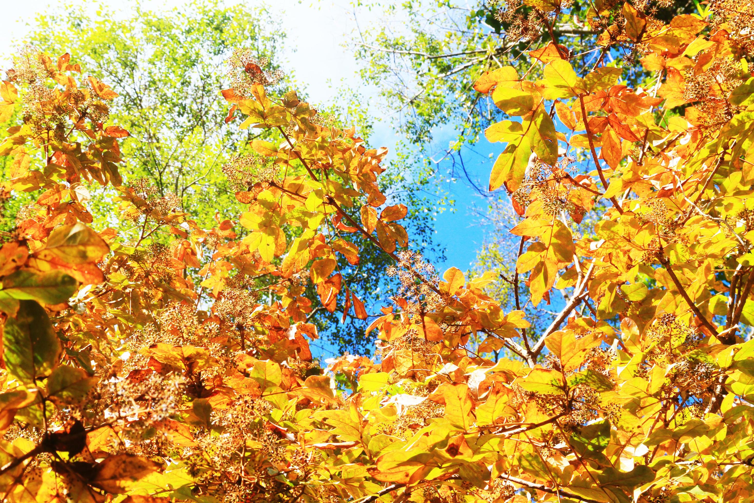 Beautiful orange and yellow leaves branch of tree with blue sky in forest on the mountain Stock Free