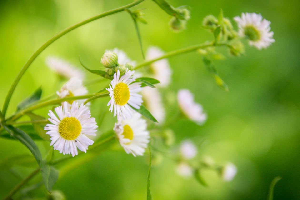 Yellow Flowers Stock Free