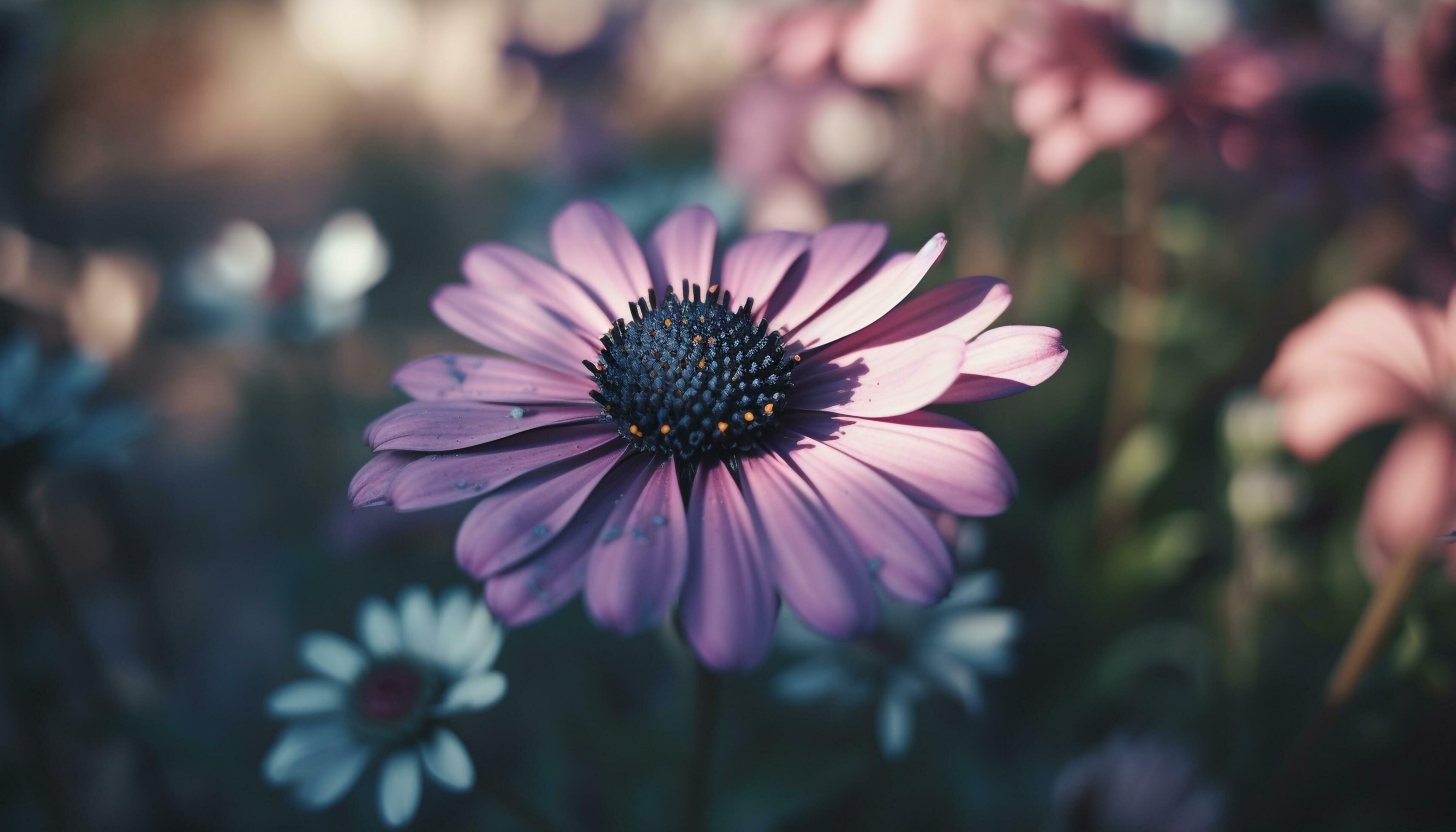 Vibrant chamomile plant in soft focus, surrounded by daisy family generated by AI Stock Free