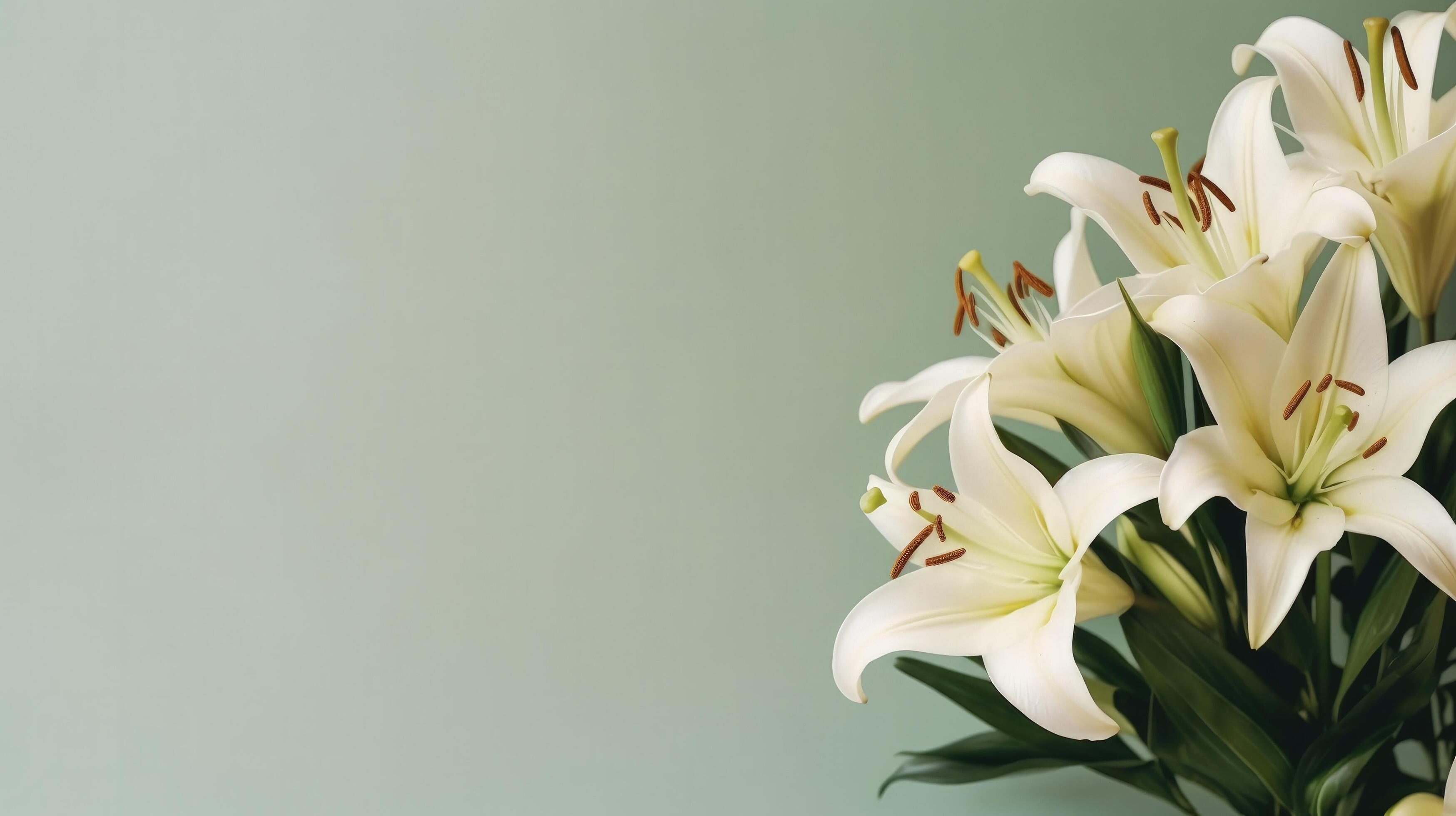 White Lillie flower. Illustration Stock Free