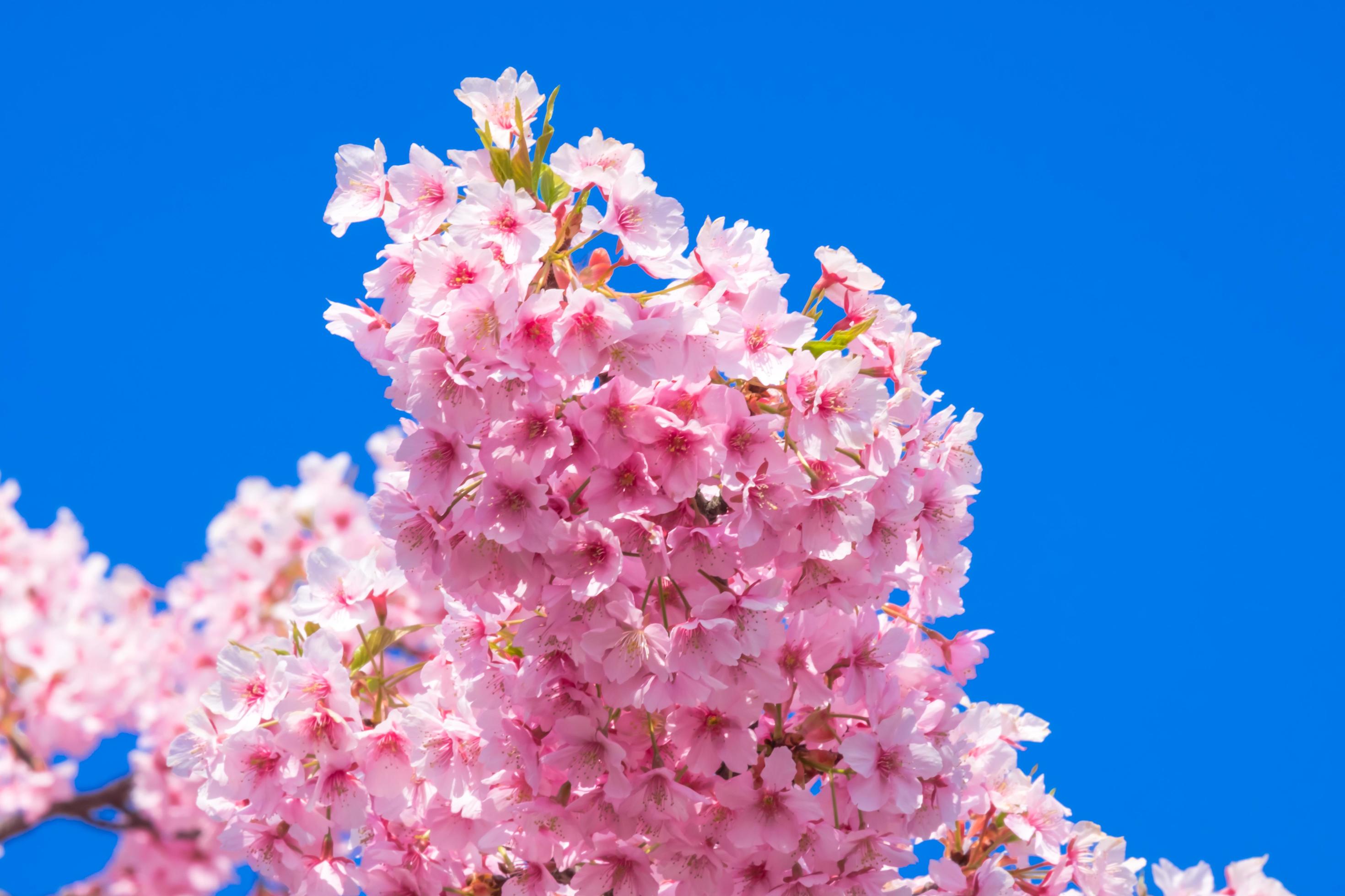 Beautiful pink cherry blossoms Sakura with refreshing in the morning in japan Stock Free