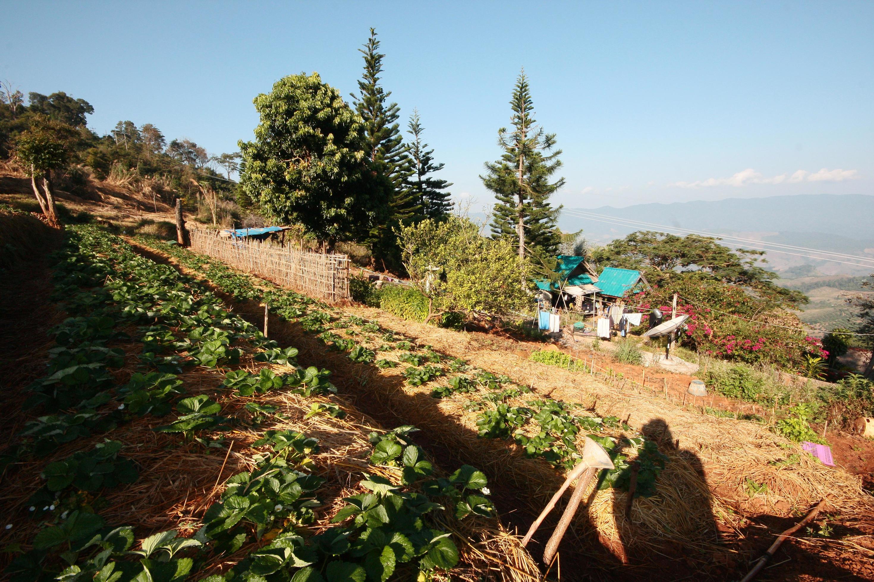 Strawberry Mountain Farm on slope and step with sunrise on hill in Thailand Stock Free