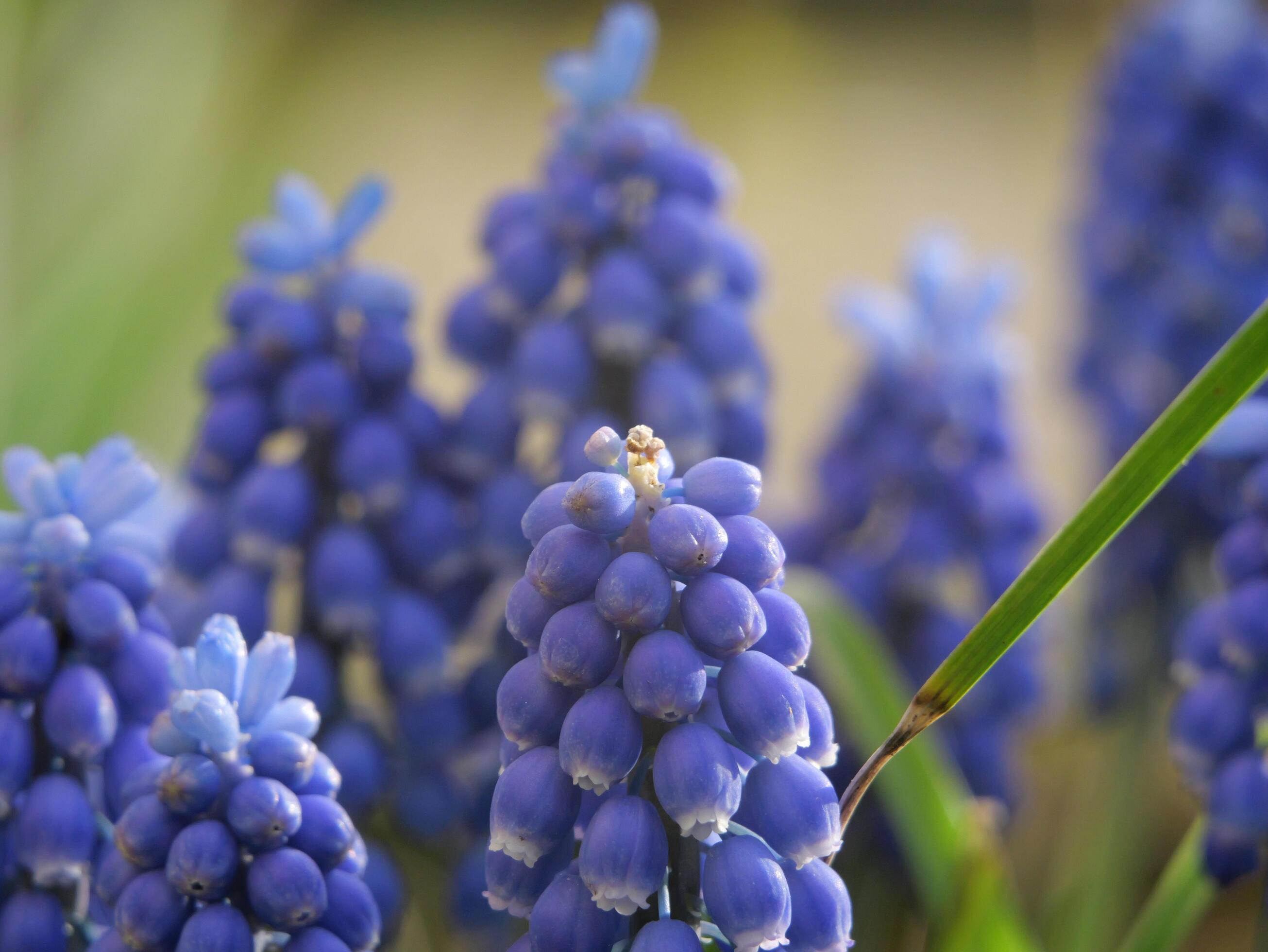 a close up of a blue flower with more in the background Stock Free